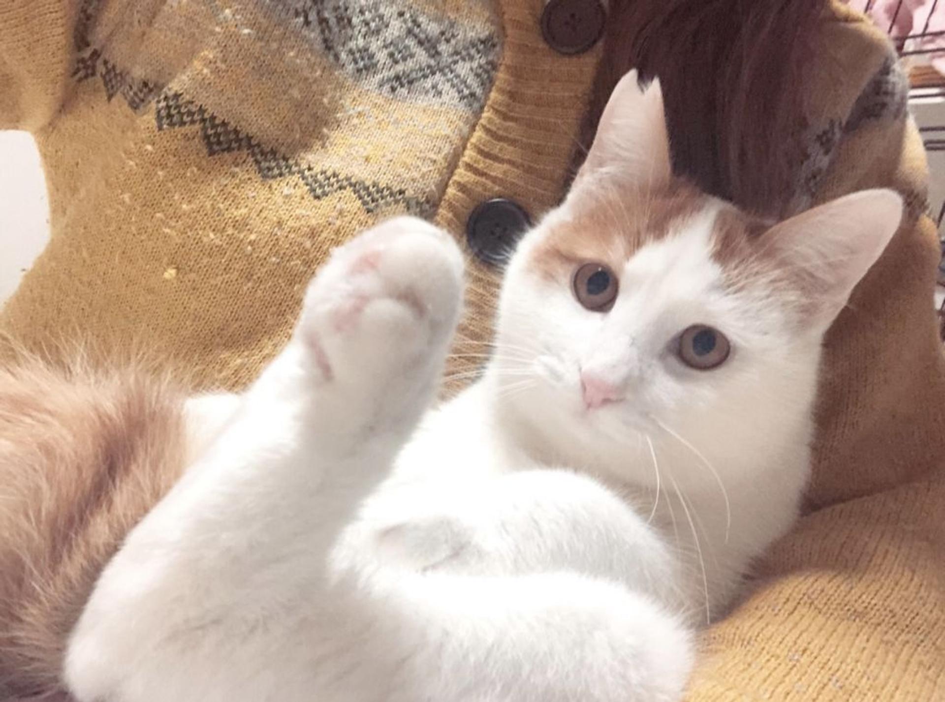pet-image-5