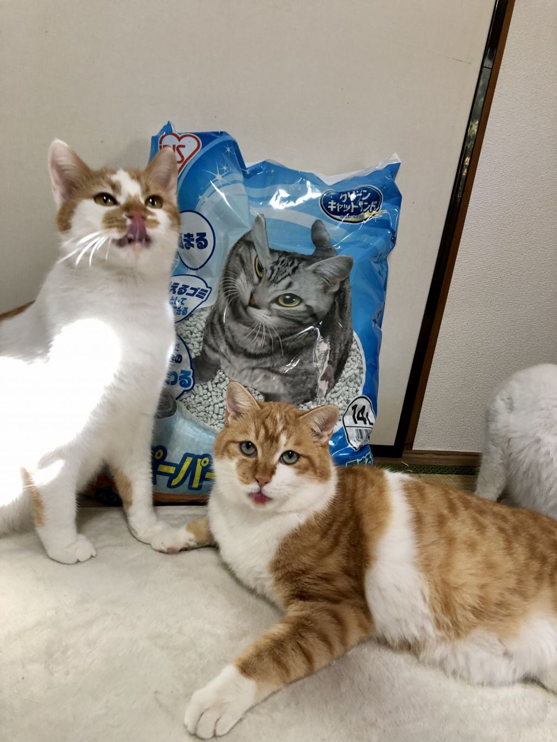 雑種（ミックス猫）・オスの里親募集の写真