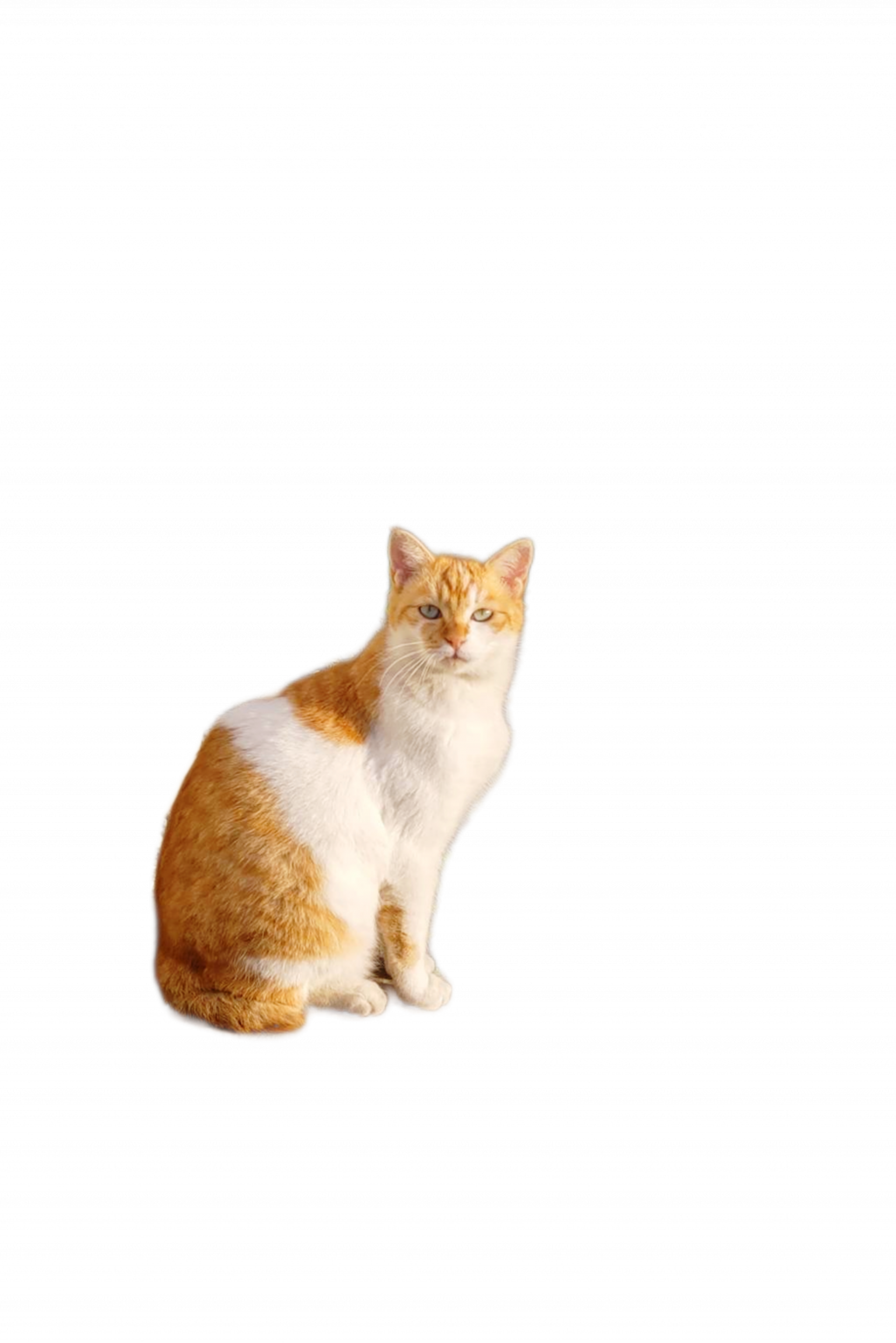 pet-image-3