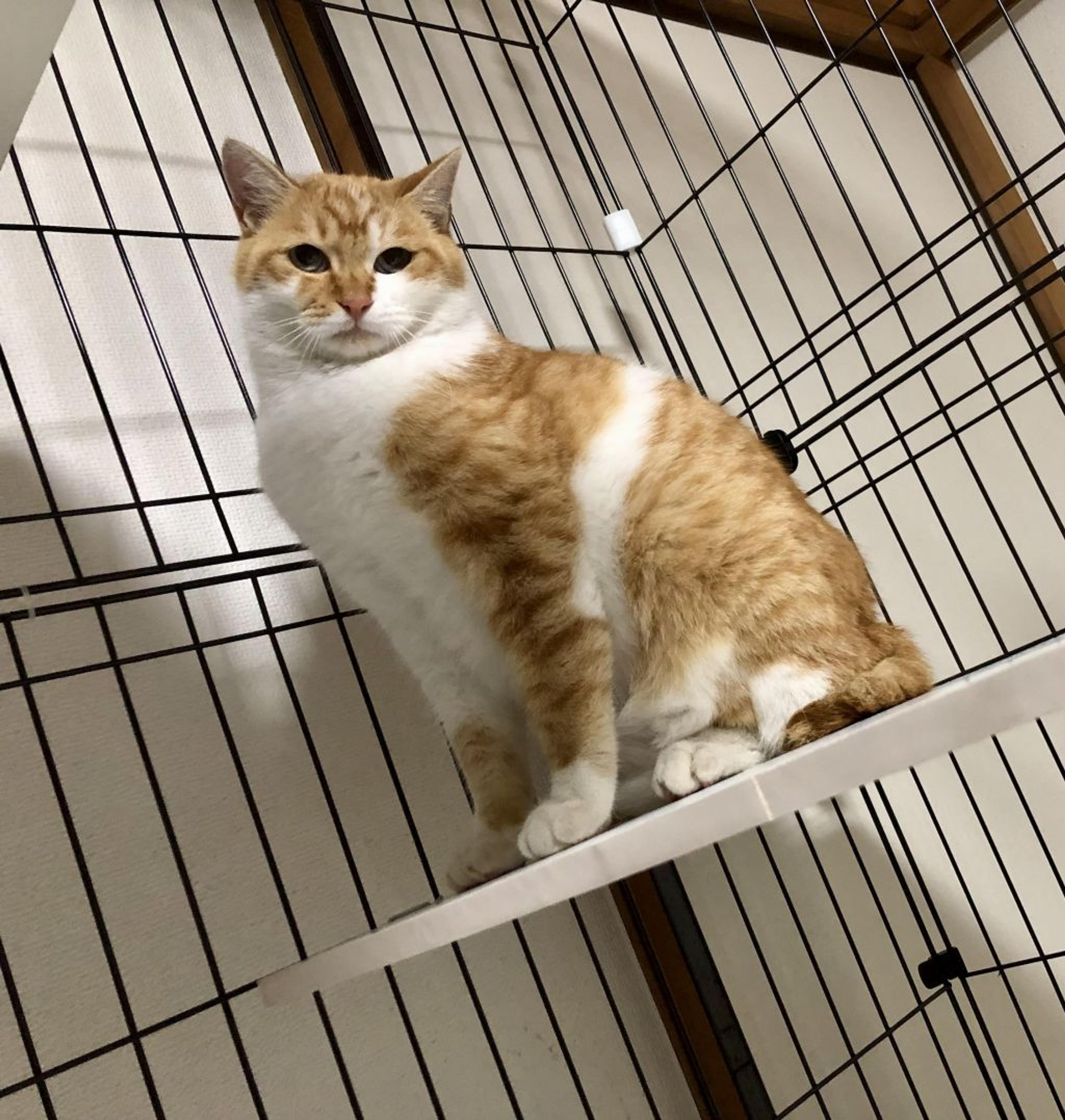 pet-image-4