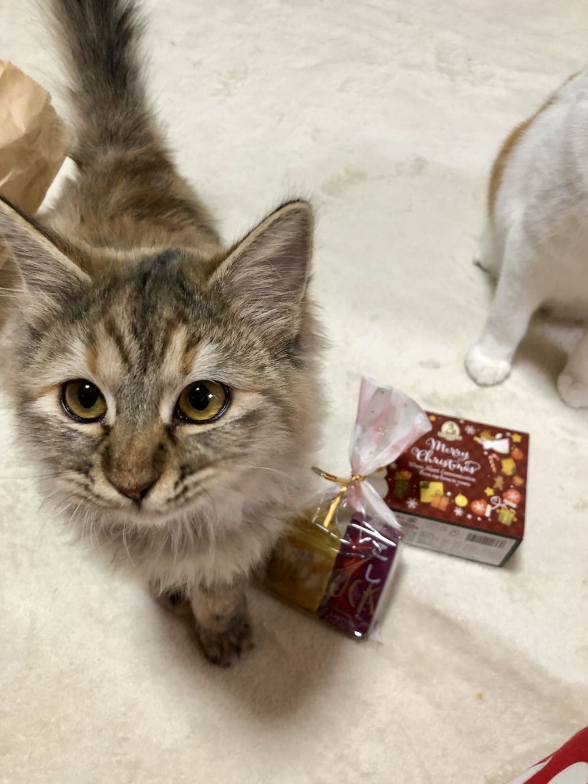 雑種（ミックス猫）・メスの里親募集の写真