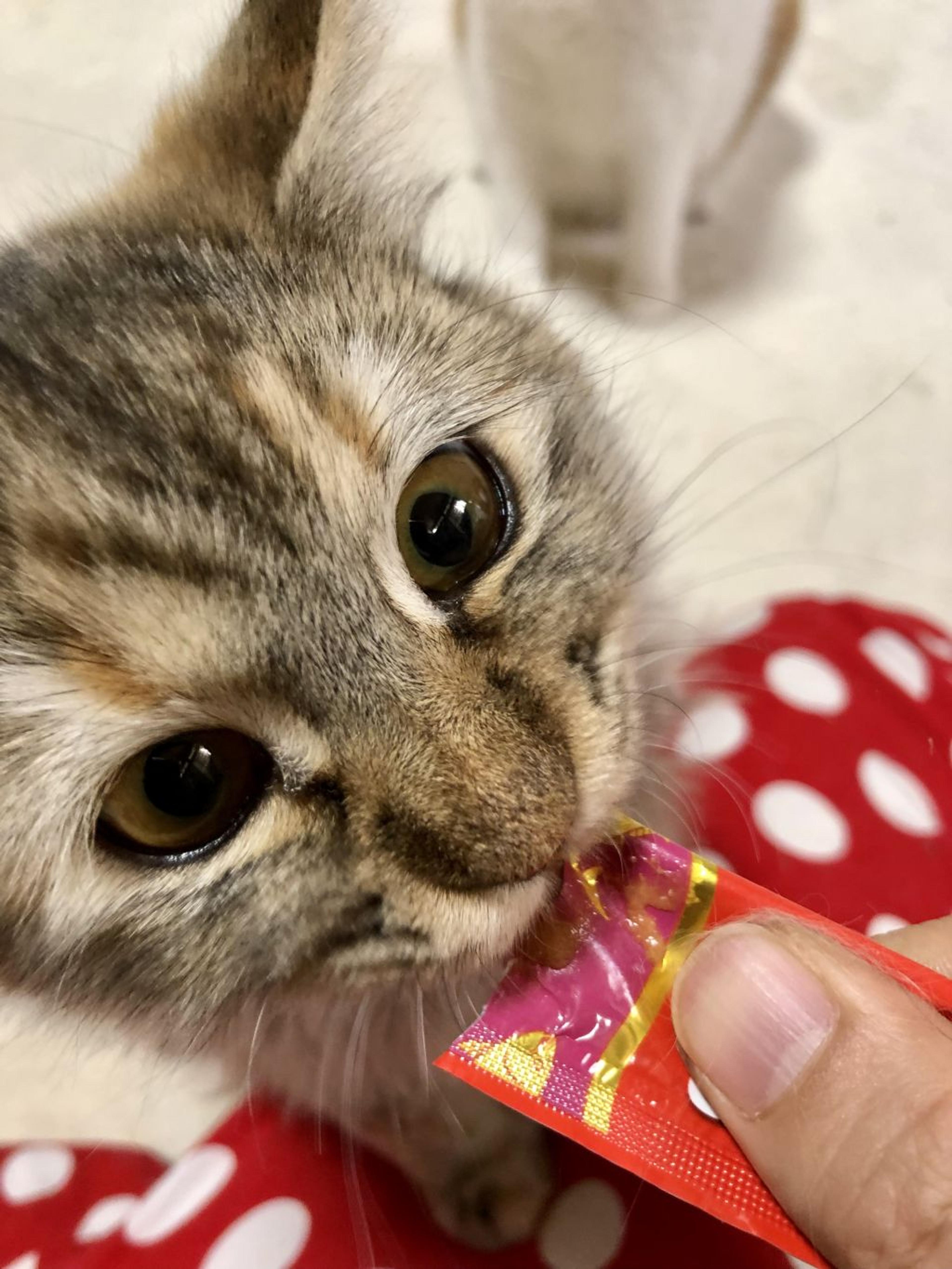 pet-image-3