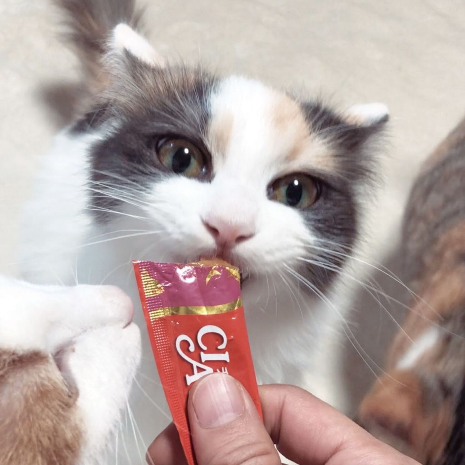 雑種（ミックス猫）・メスの里親募集の写真
