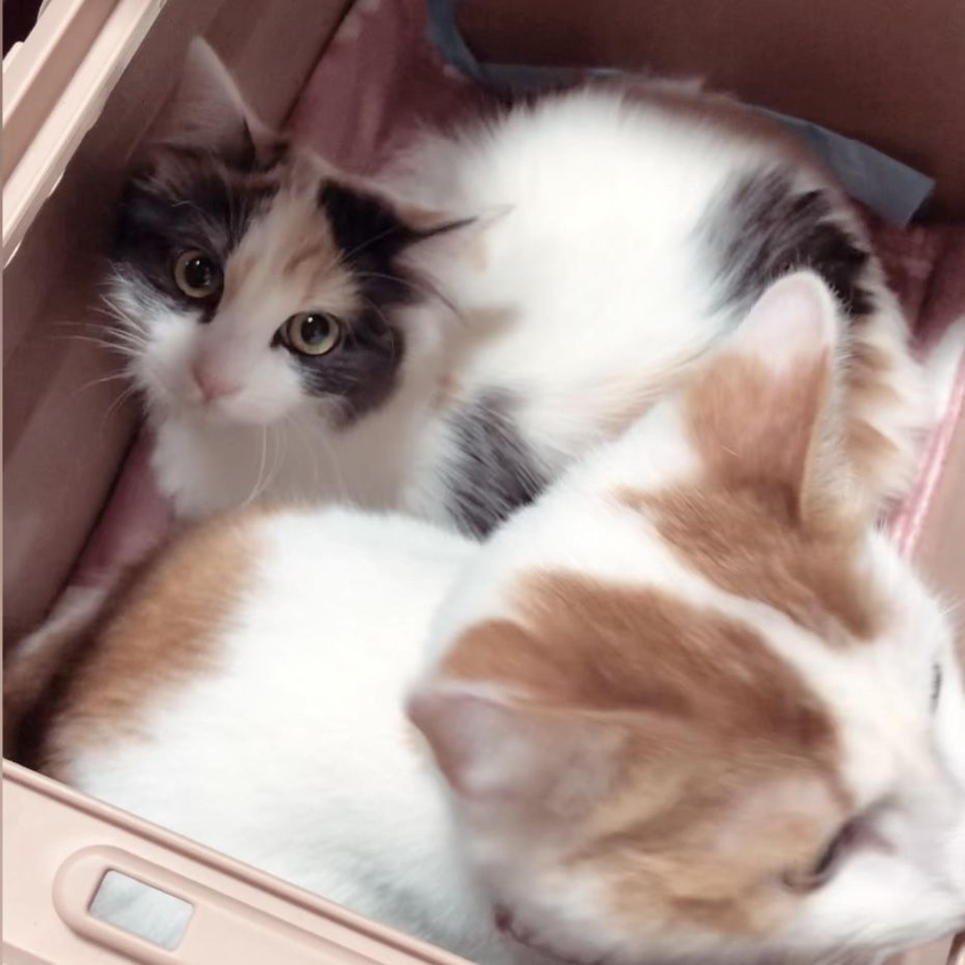 pet-image-2