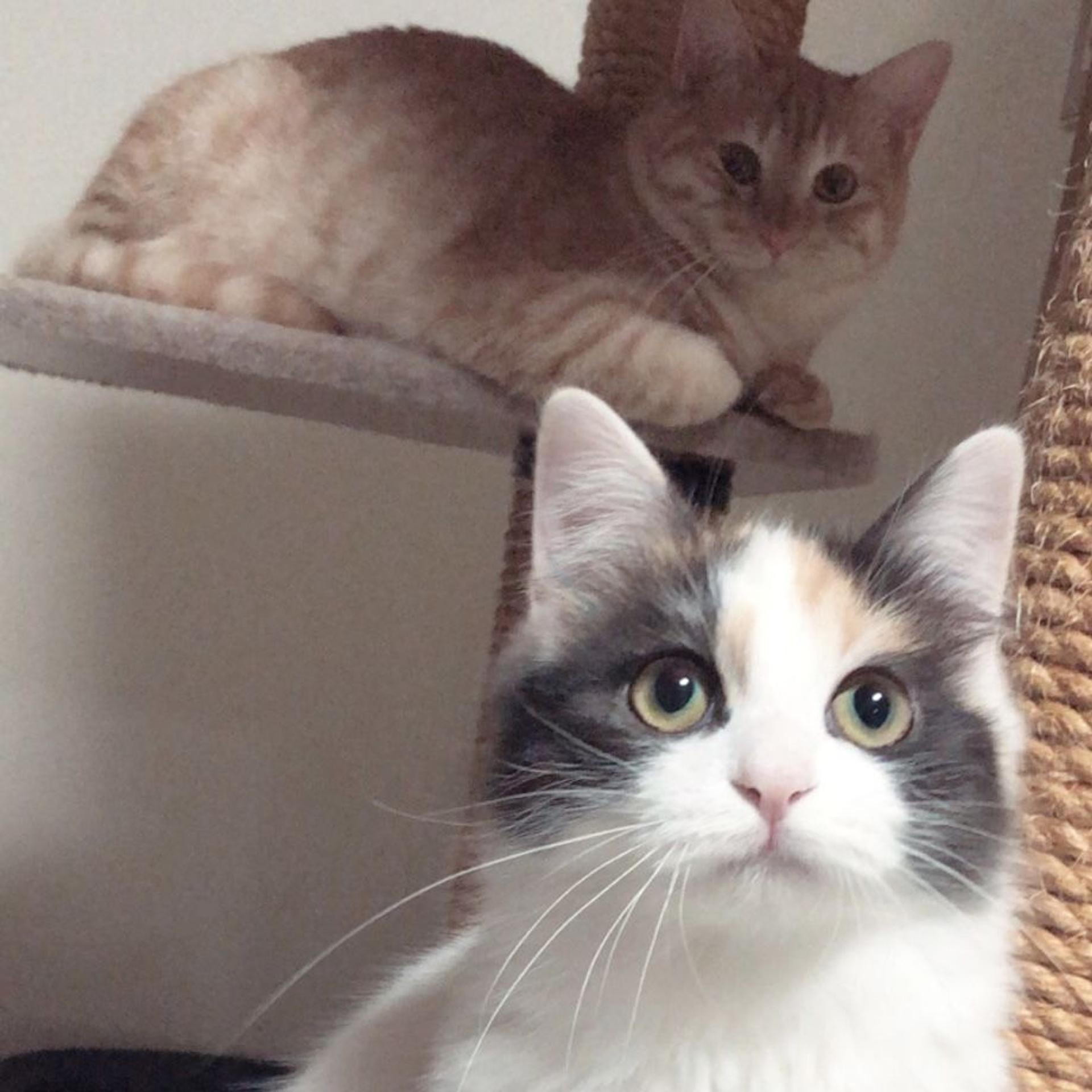 pet-image-3