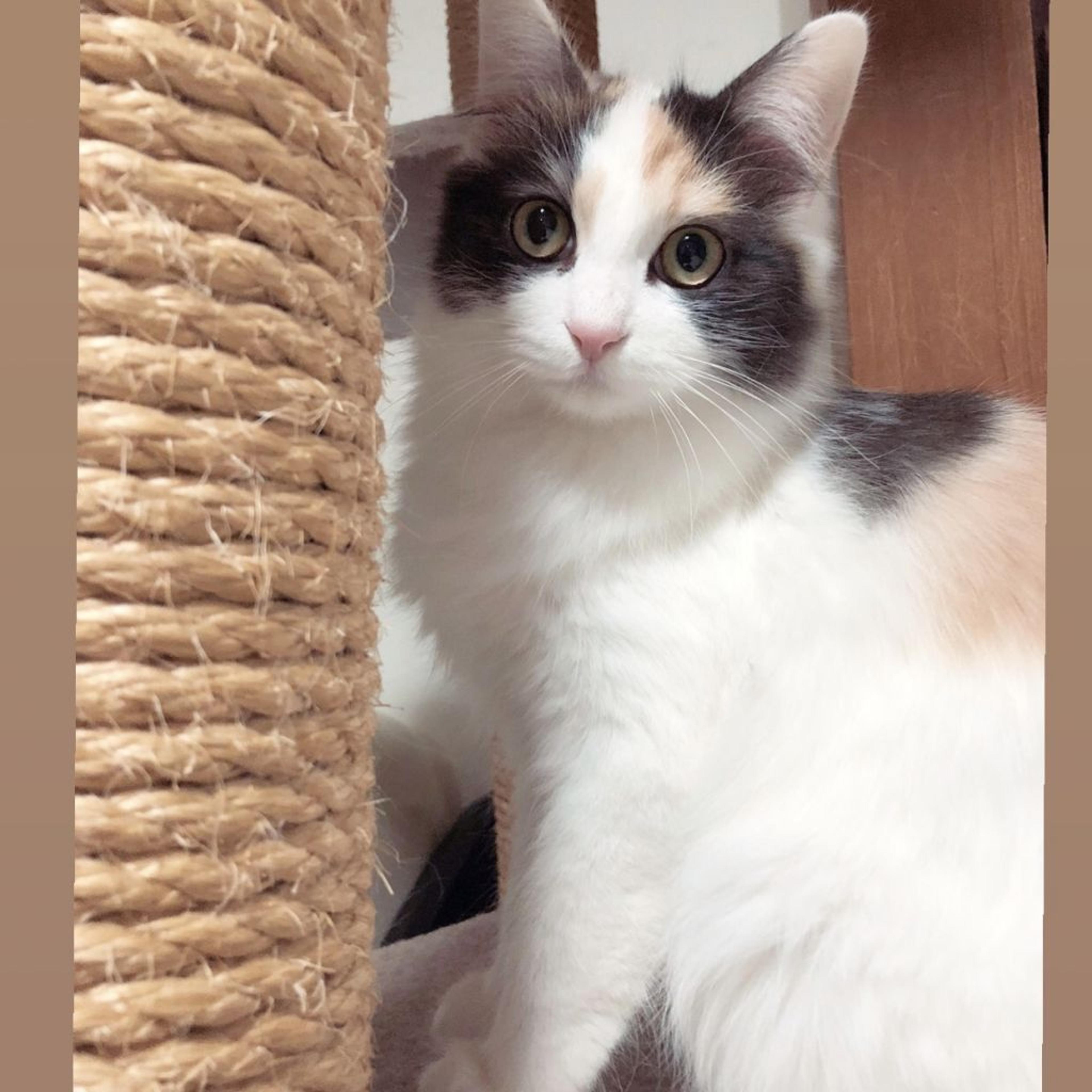 pet-image-4