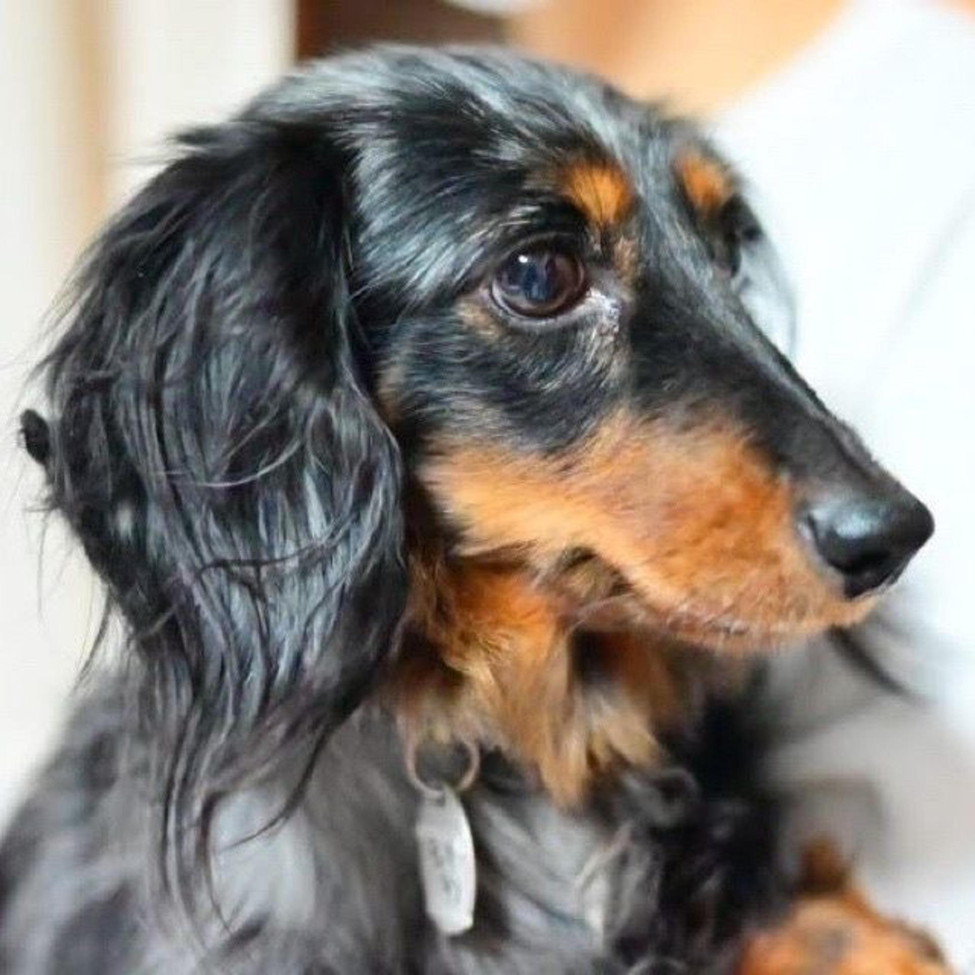 pet-image-6