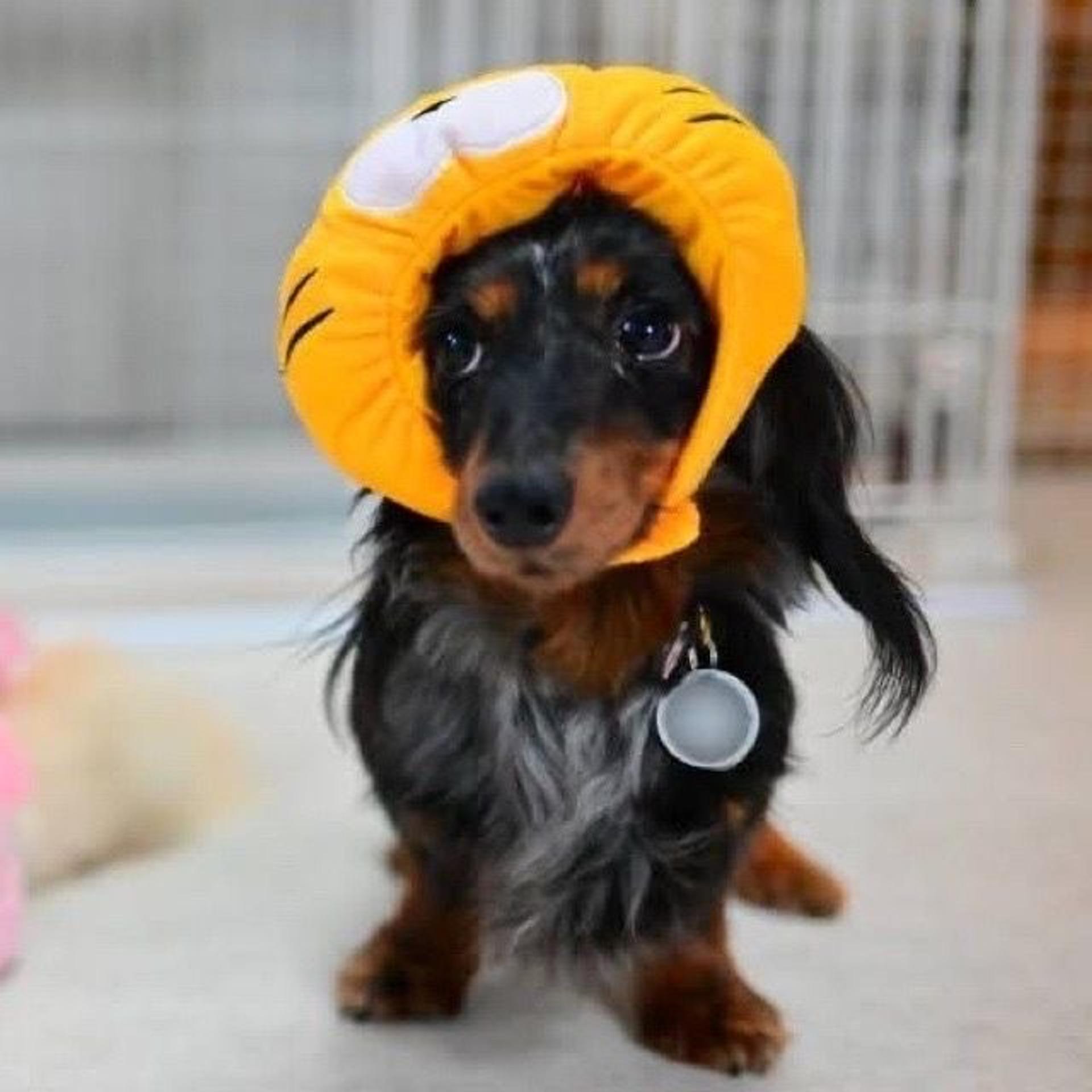 pet-image-7