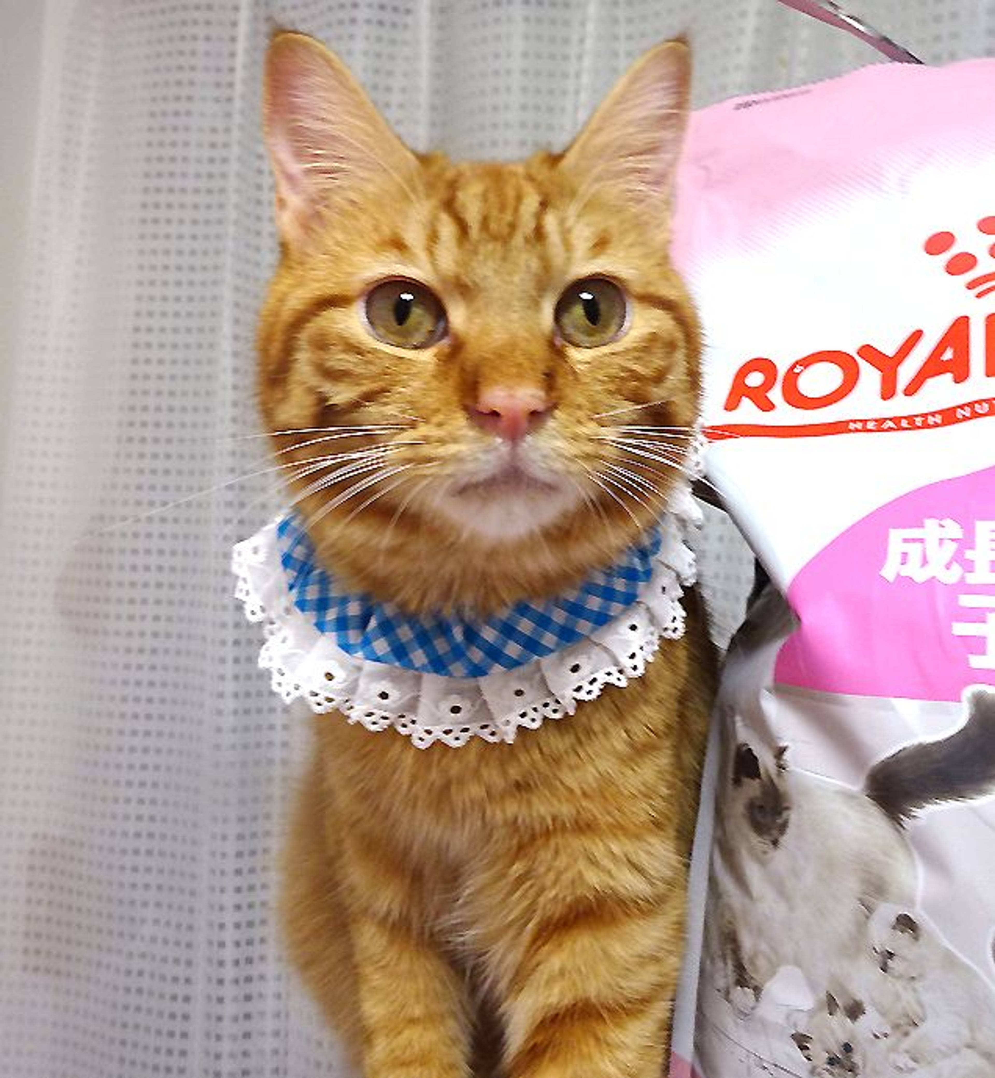 雑種（ミックス猫）・オスの里親募集の写真