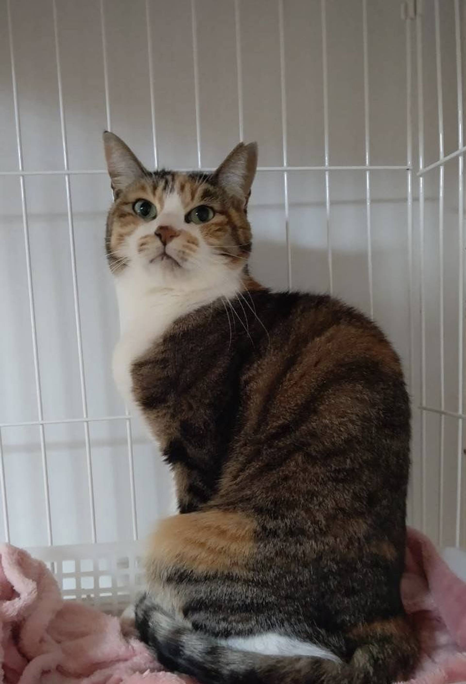雑種（ミックス猫）・メスの里親募集の写真