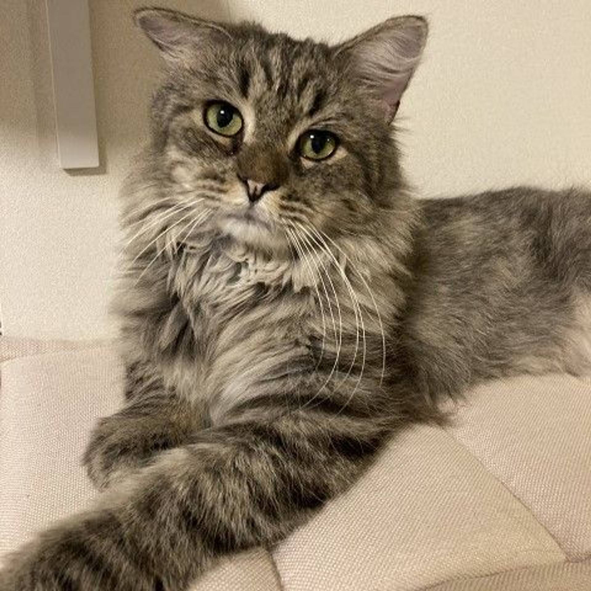 雑種（ミックス猫）・オスの里親募集の写真