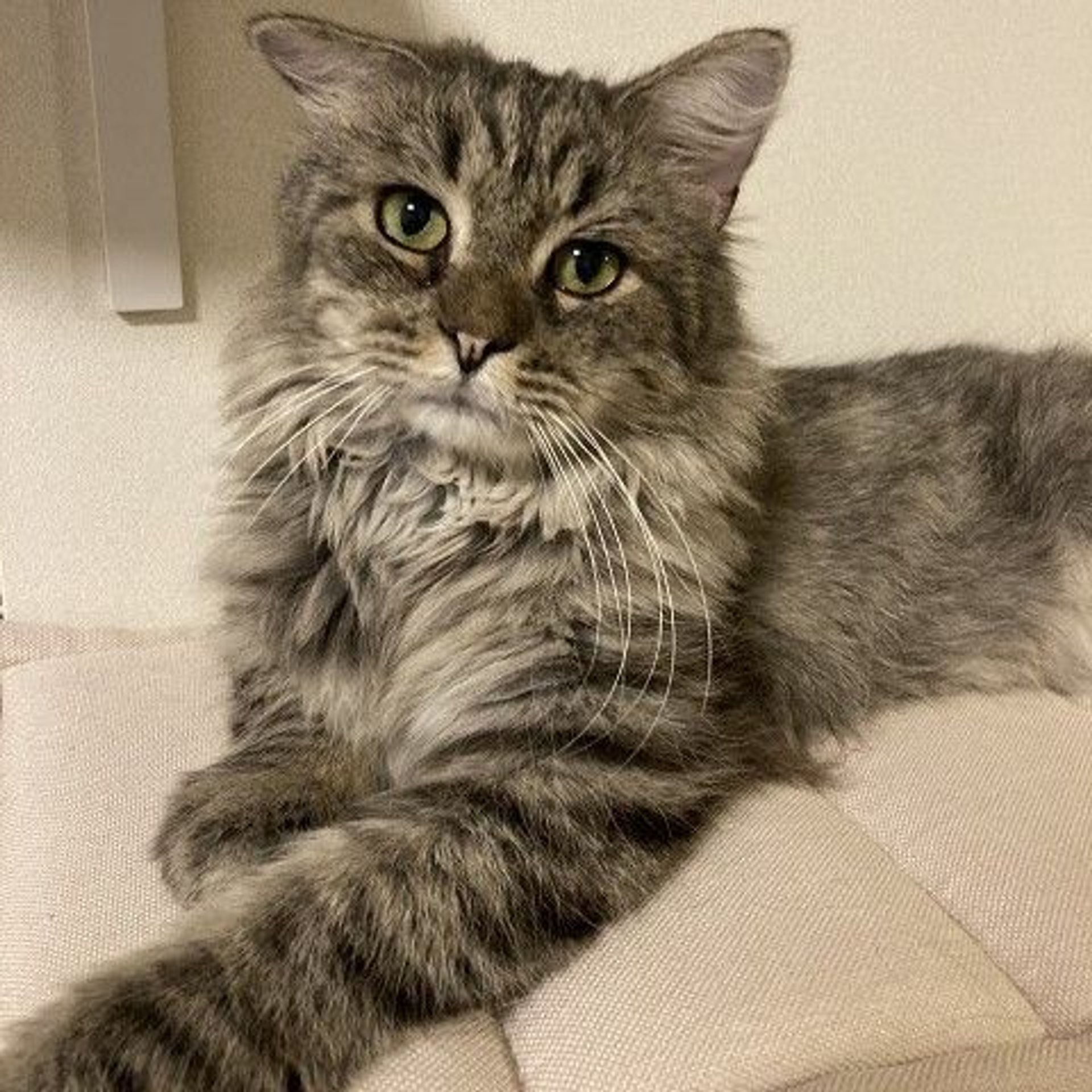 雑種（ミックス猫）・オスの里親募集の写真