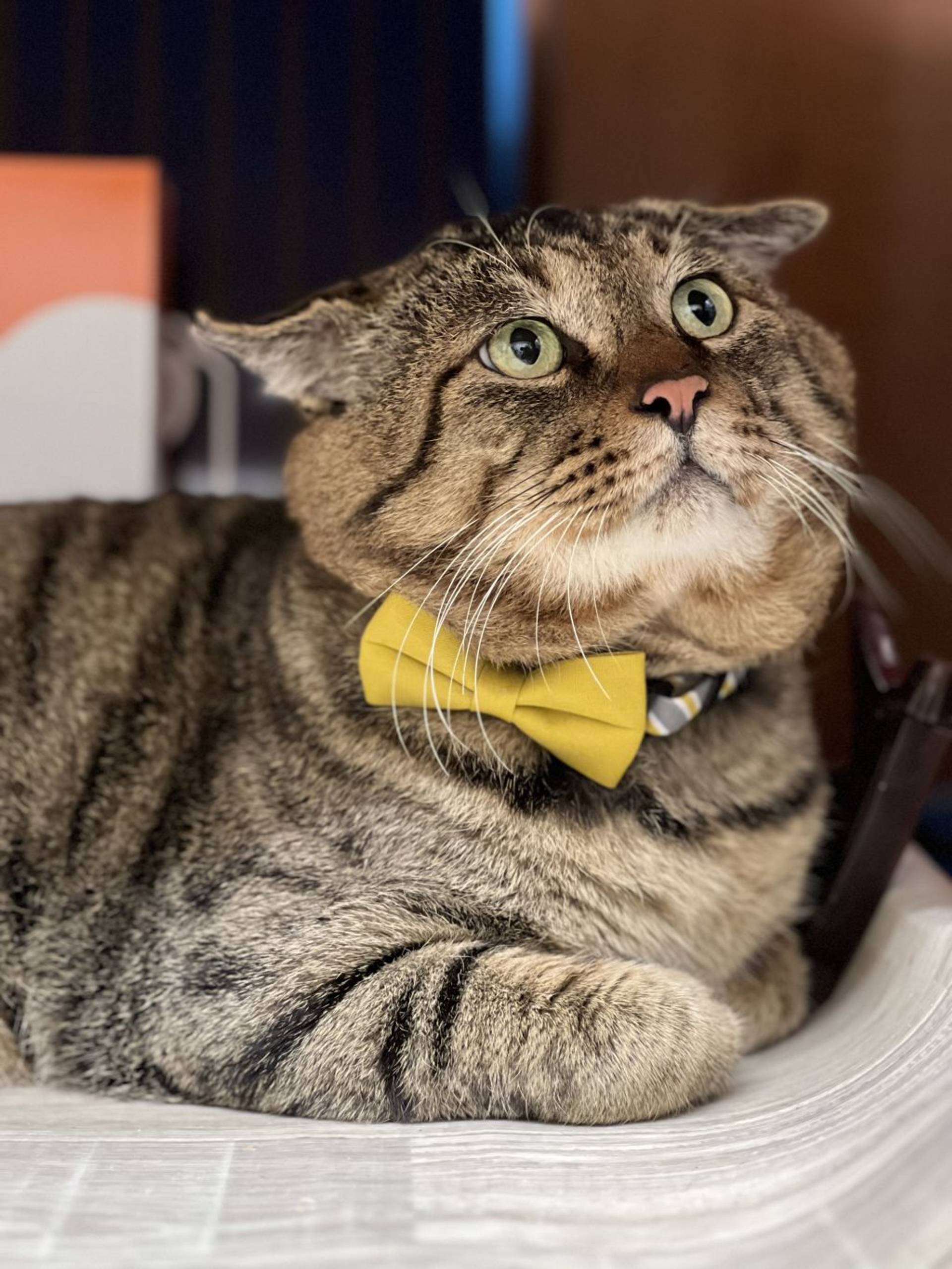 雑種（ミックス猫）・オスの里親募集の写真