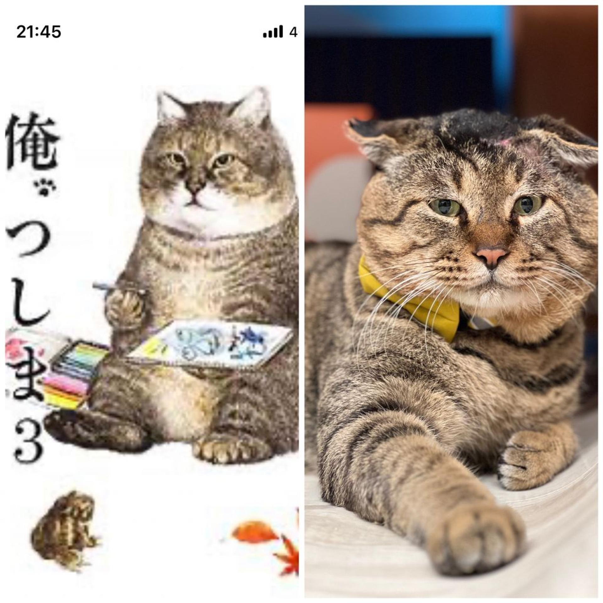 pet-image-2