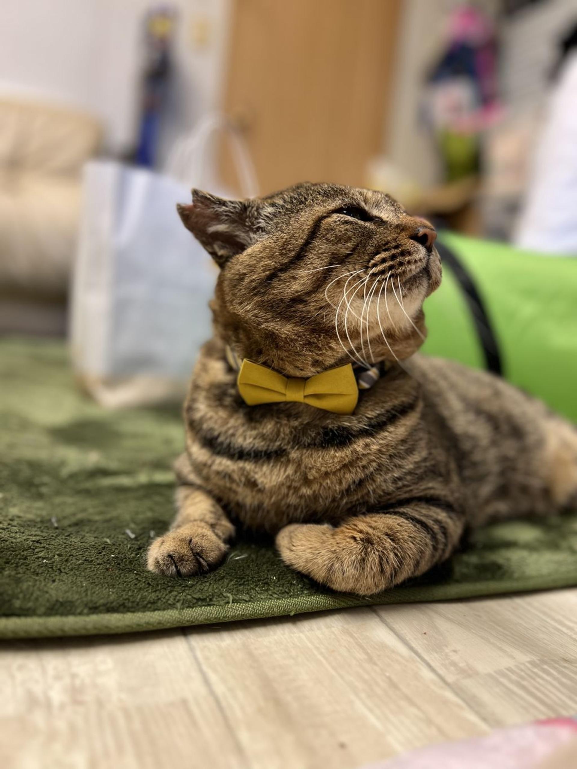 pet-image-5