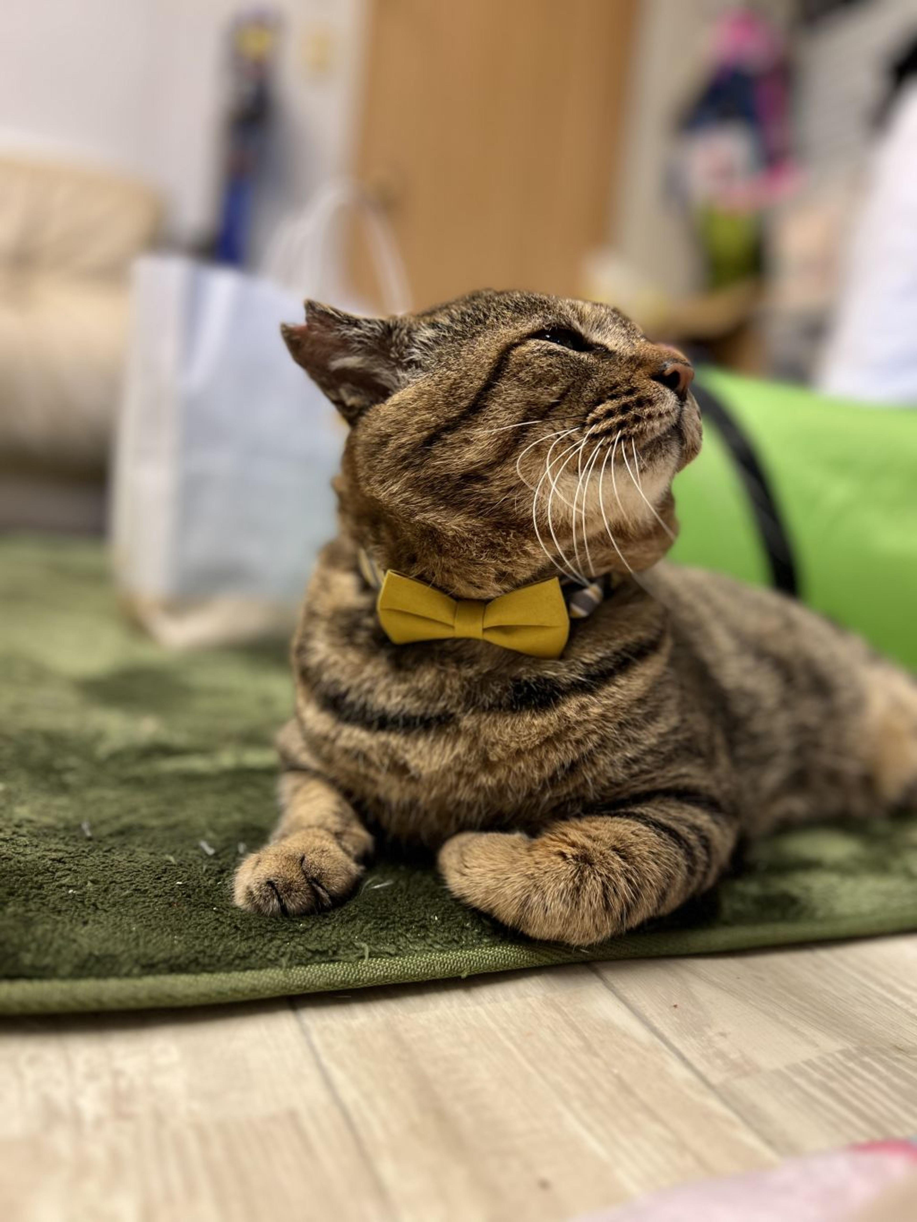 pet-image-5
