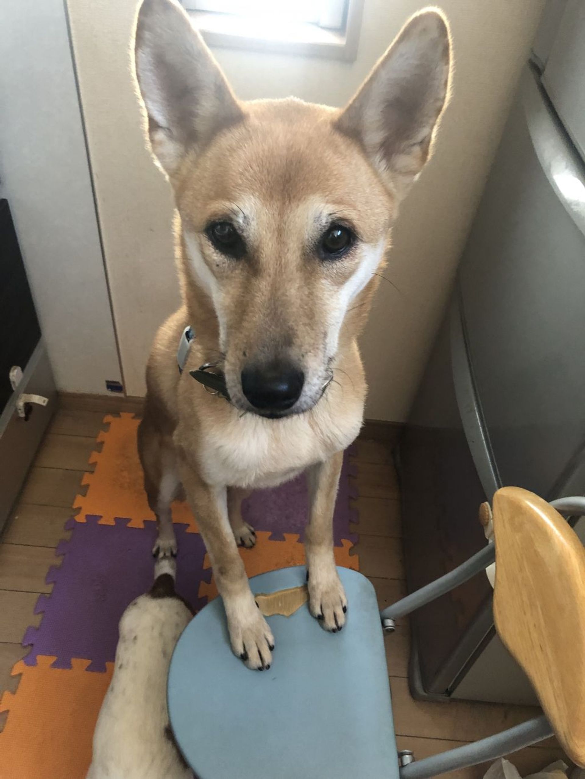 雑種（ミックス犬）・オスの里親募集の写真