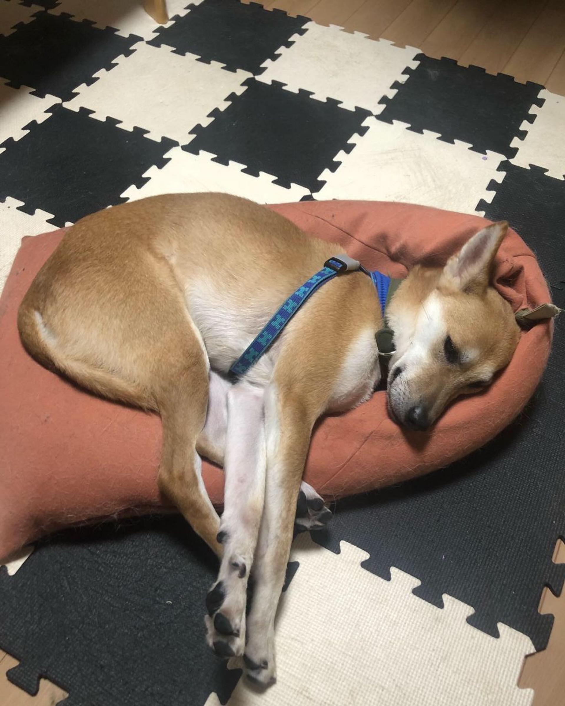 pet-image-3