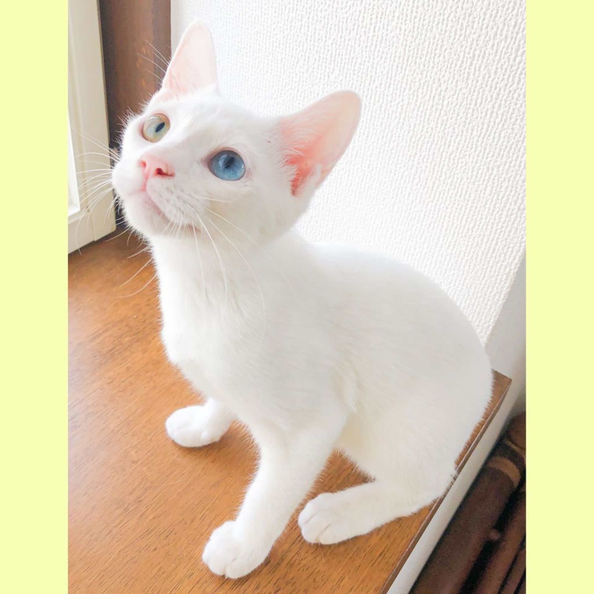 雑種（ミックス猫）・メスの里親募集の写真