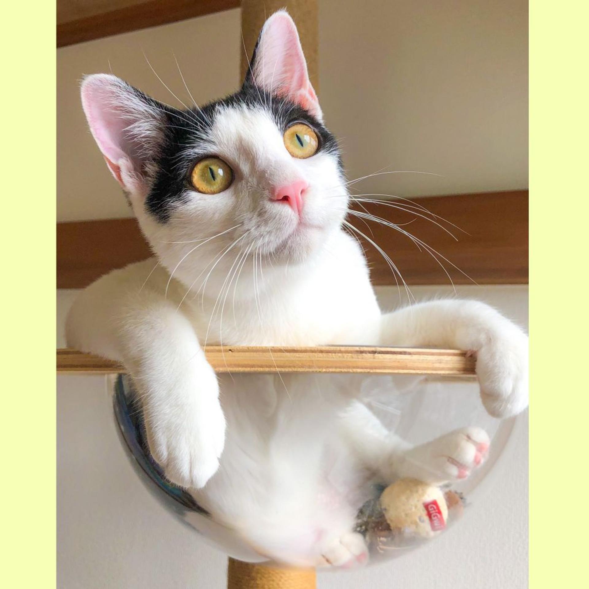 pet-image-2