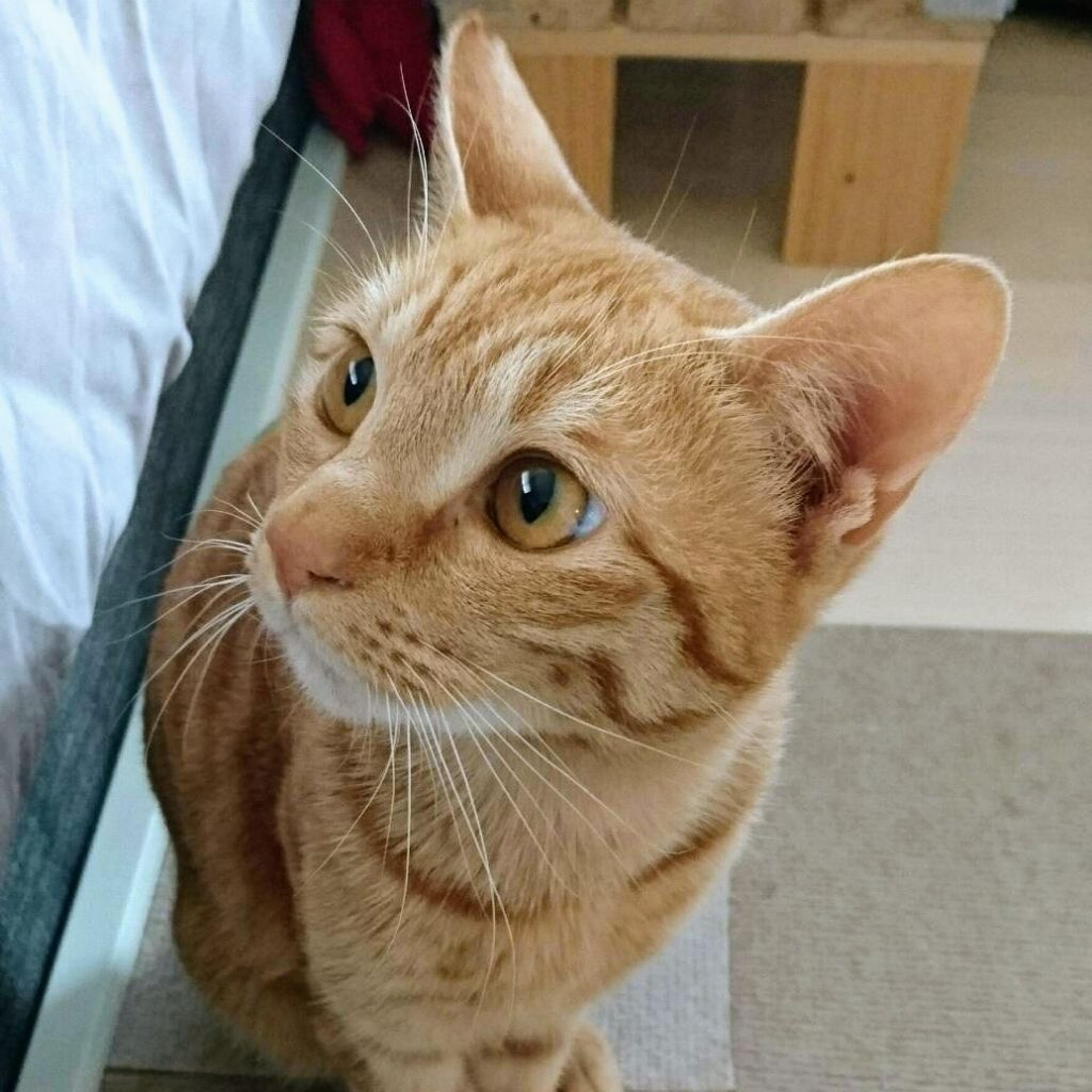 pet-image-2