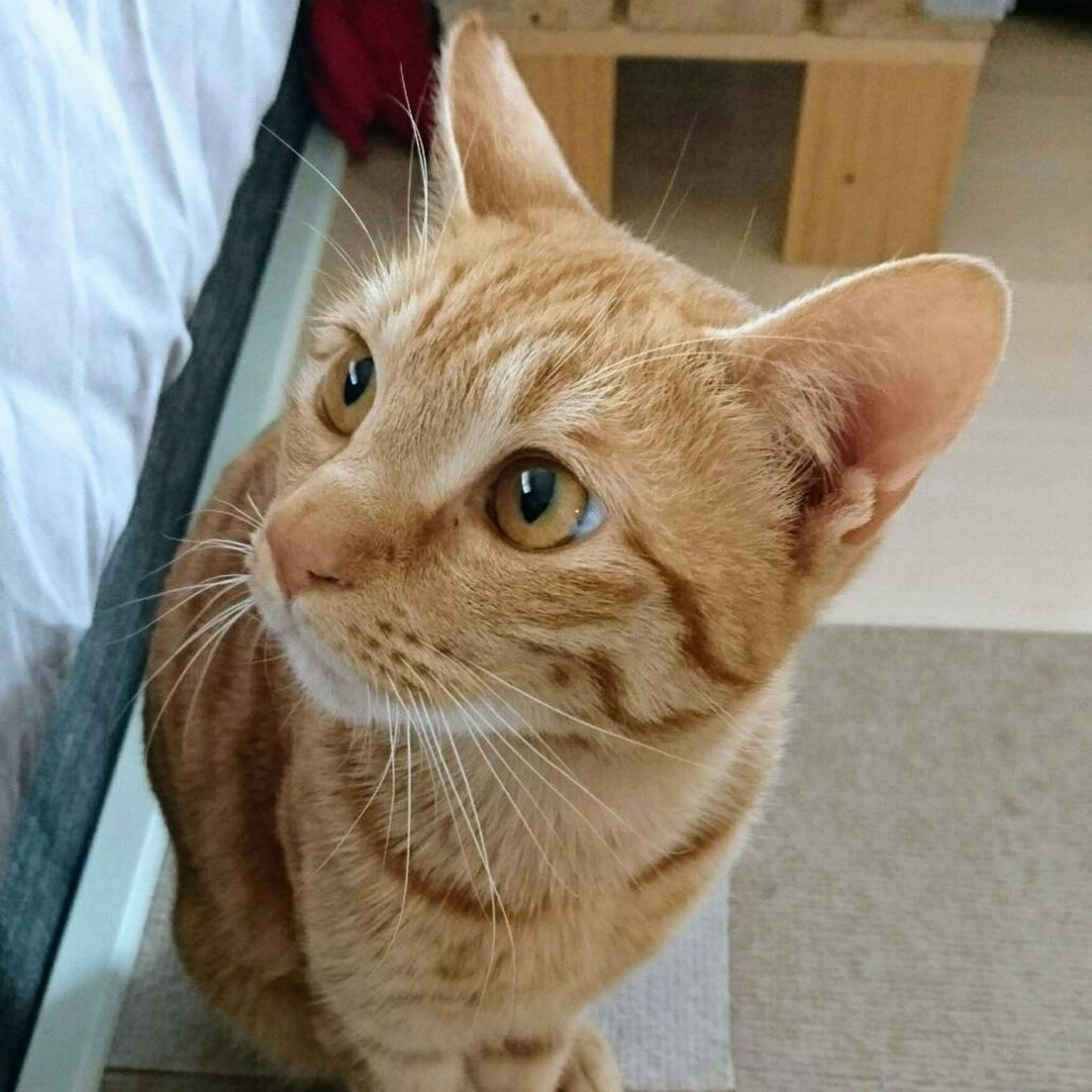 pet-image-2