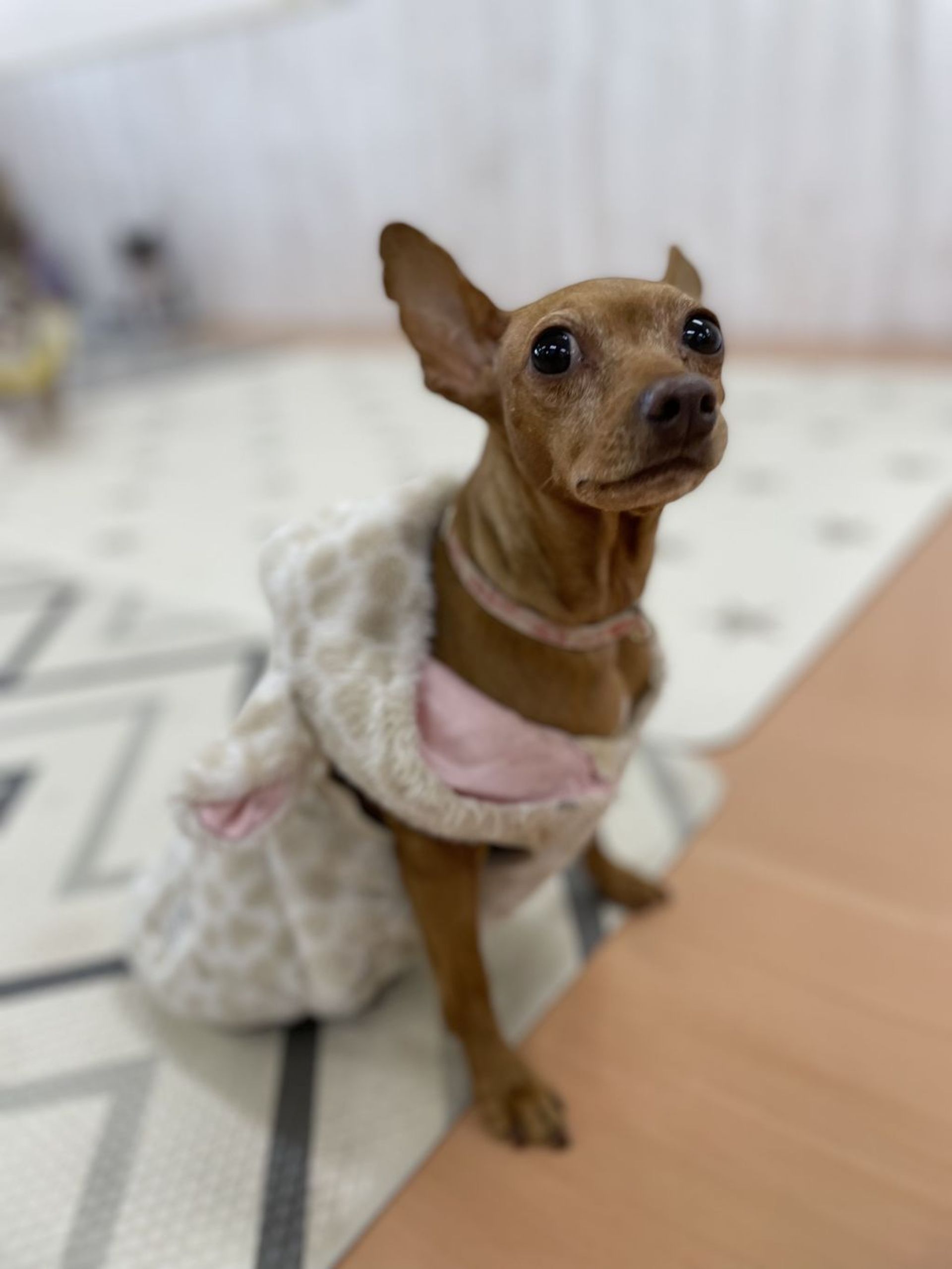ミニチュア・ピンシャー・メスの里親募集の写真