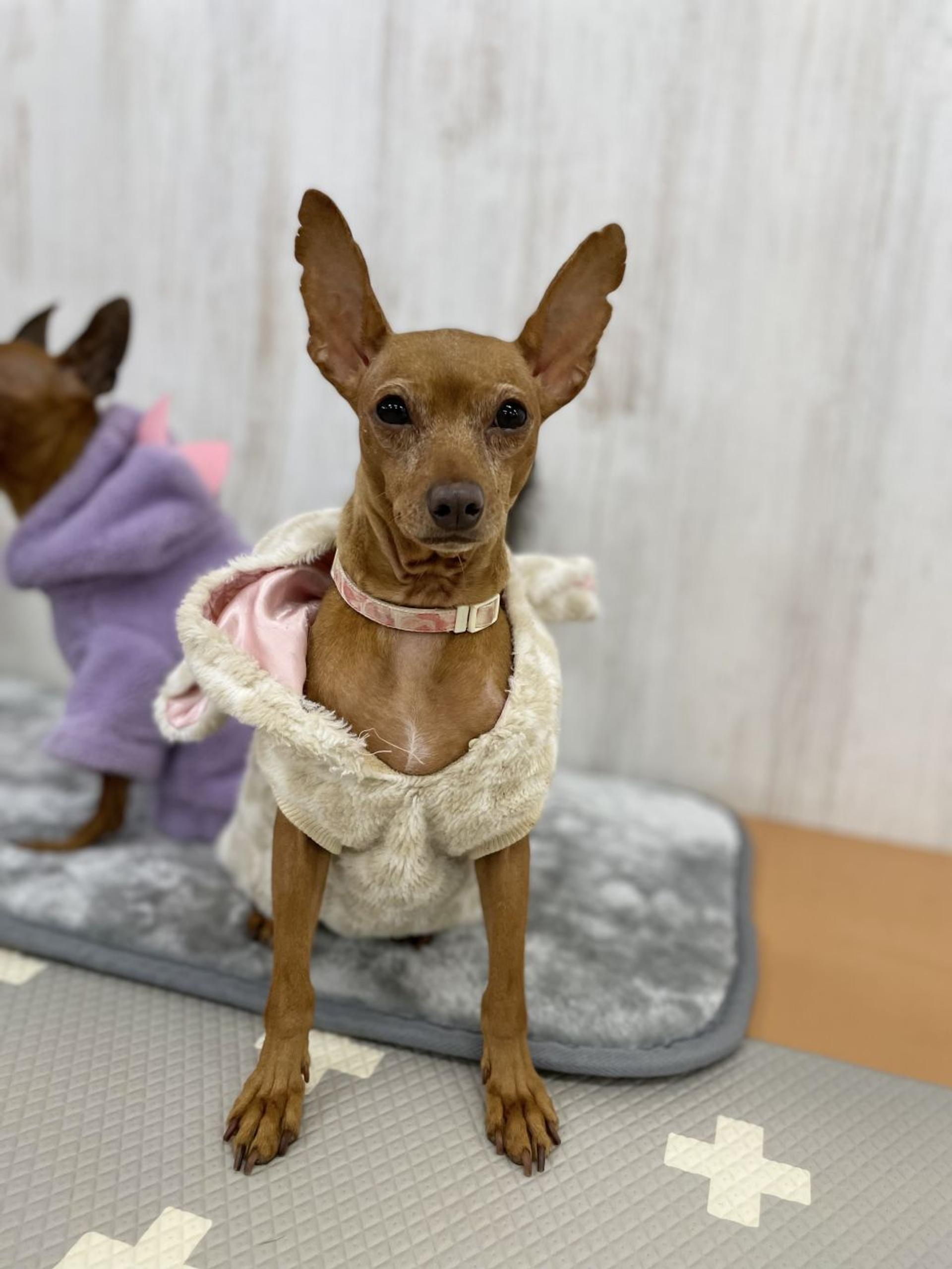 pet-image-2
