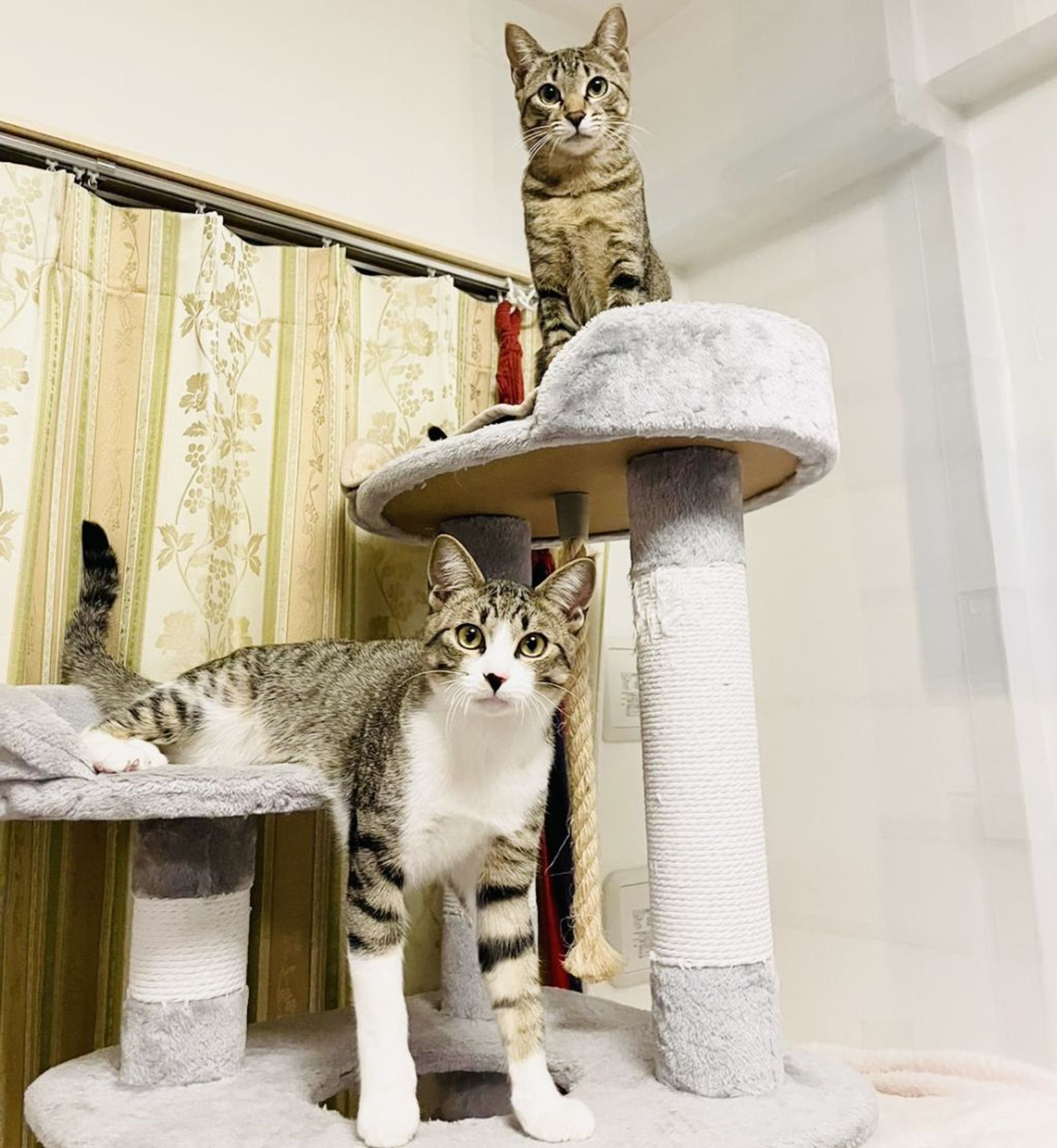 雑種（ミックス猫）・オスの里親募集の写真