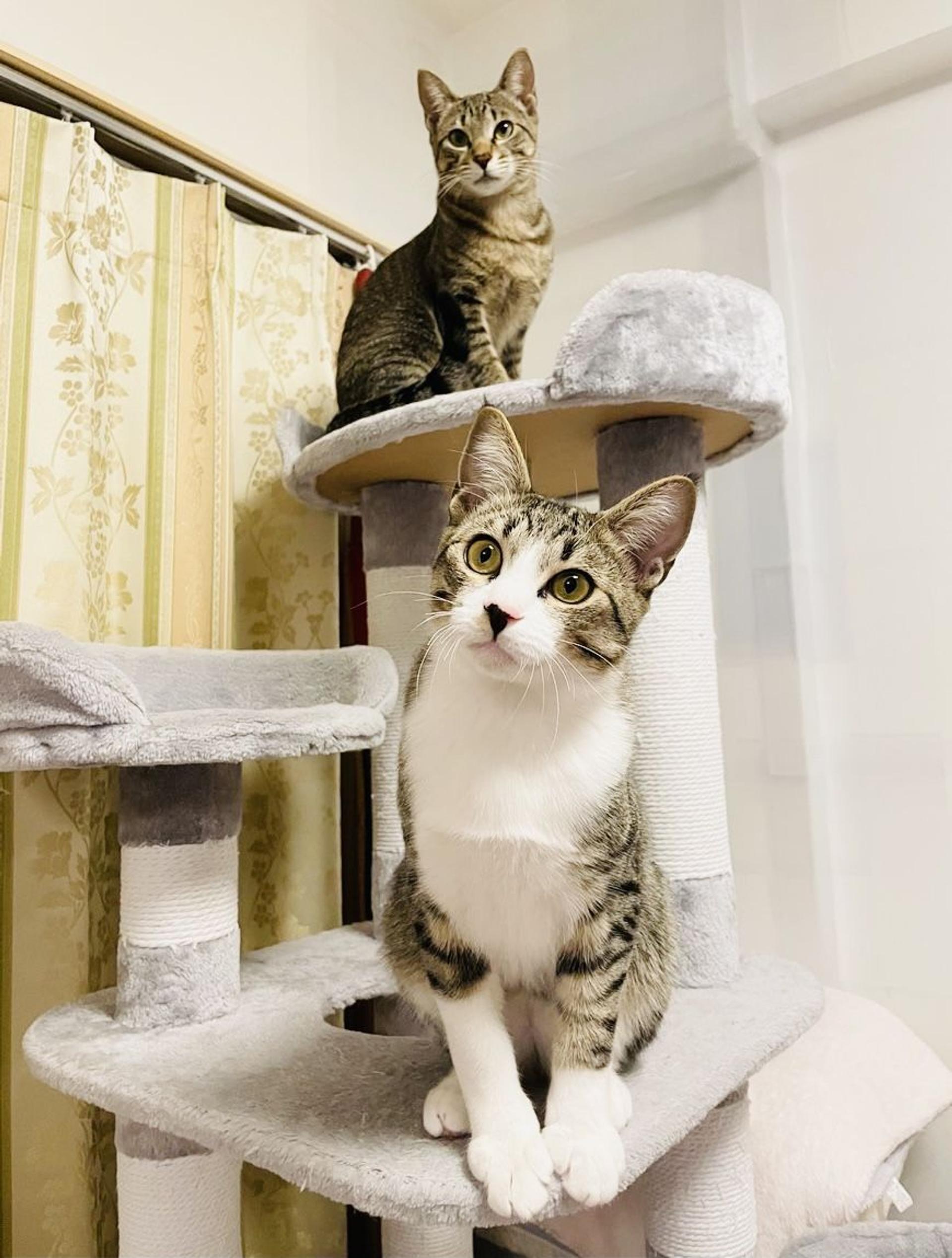 pet-image-2