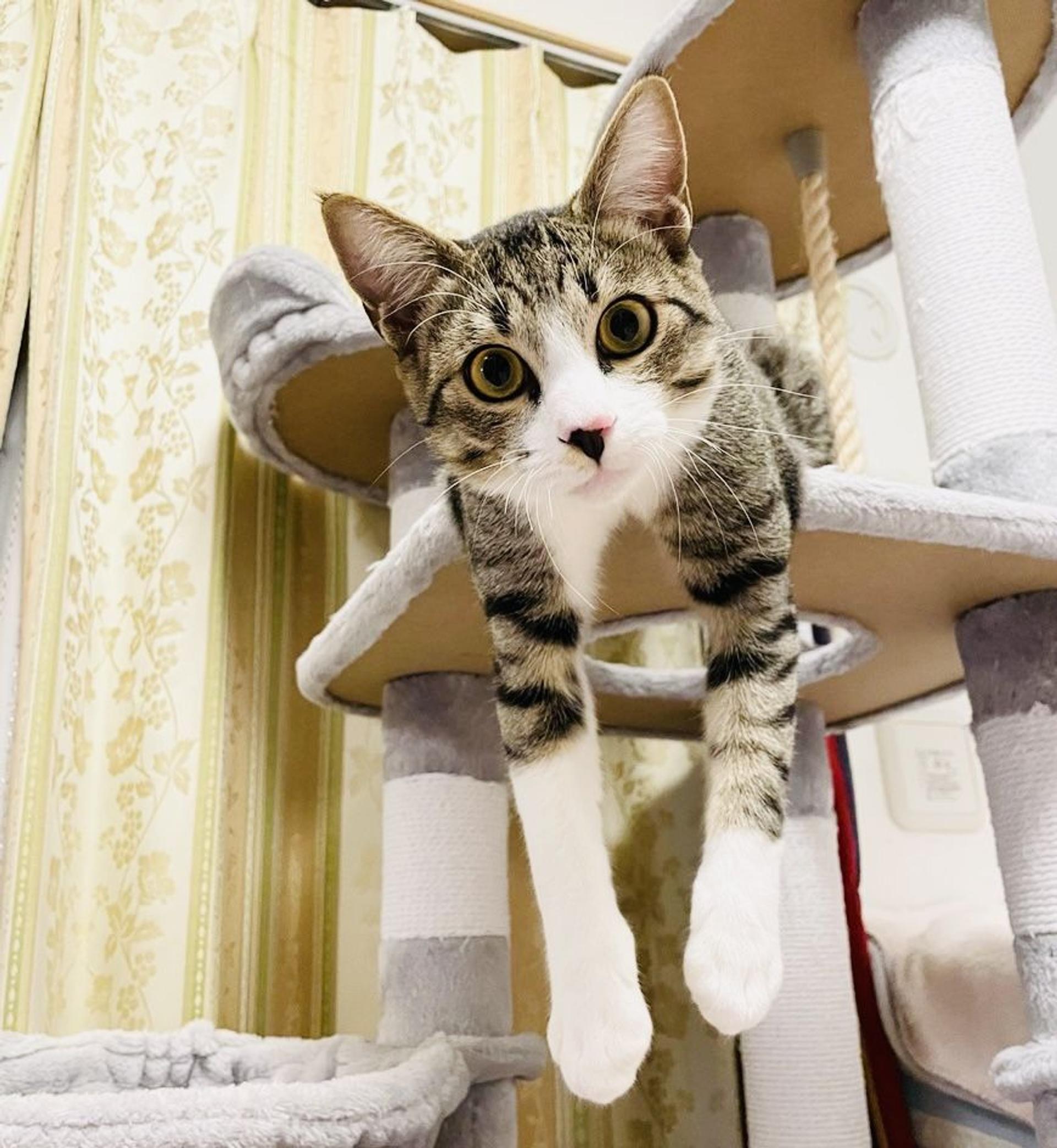 pet-image-4