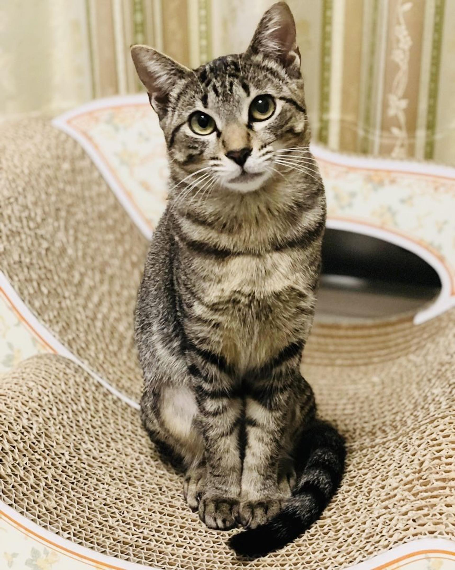 pet-image-5