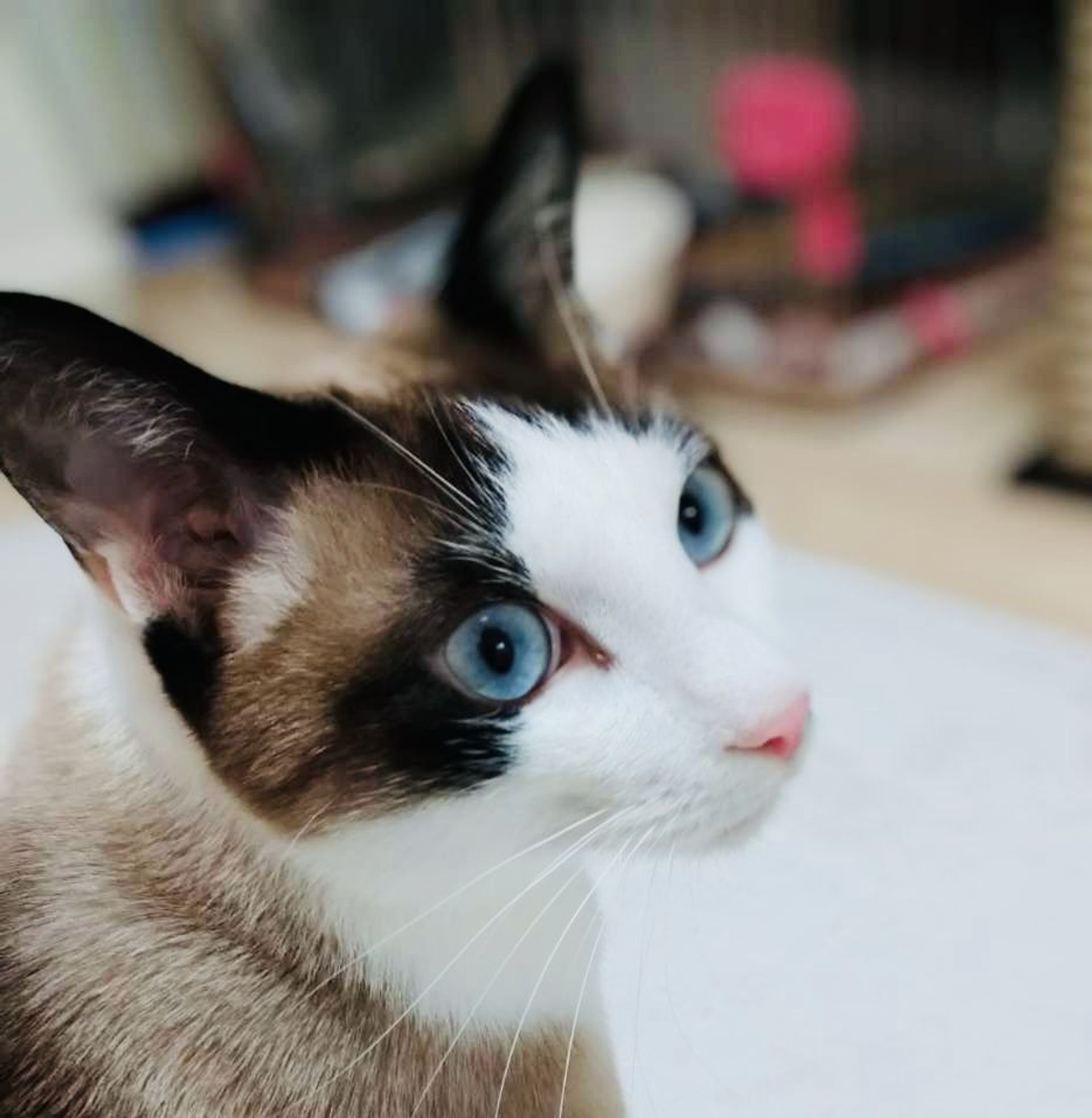 雑種（ミックス猫）・オスの里親募集の写真