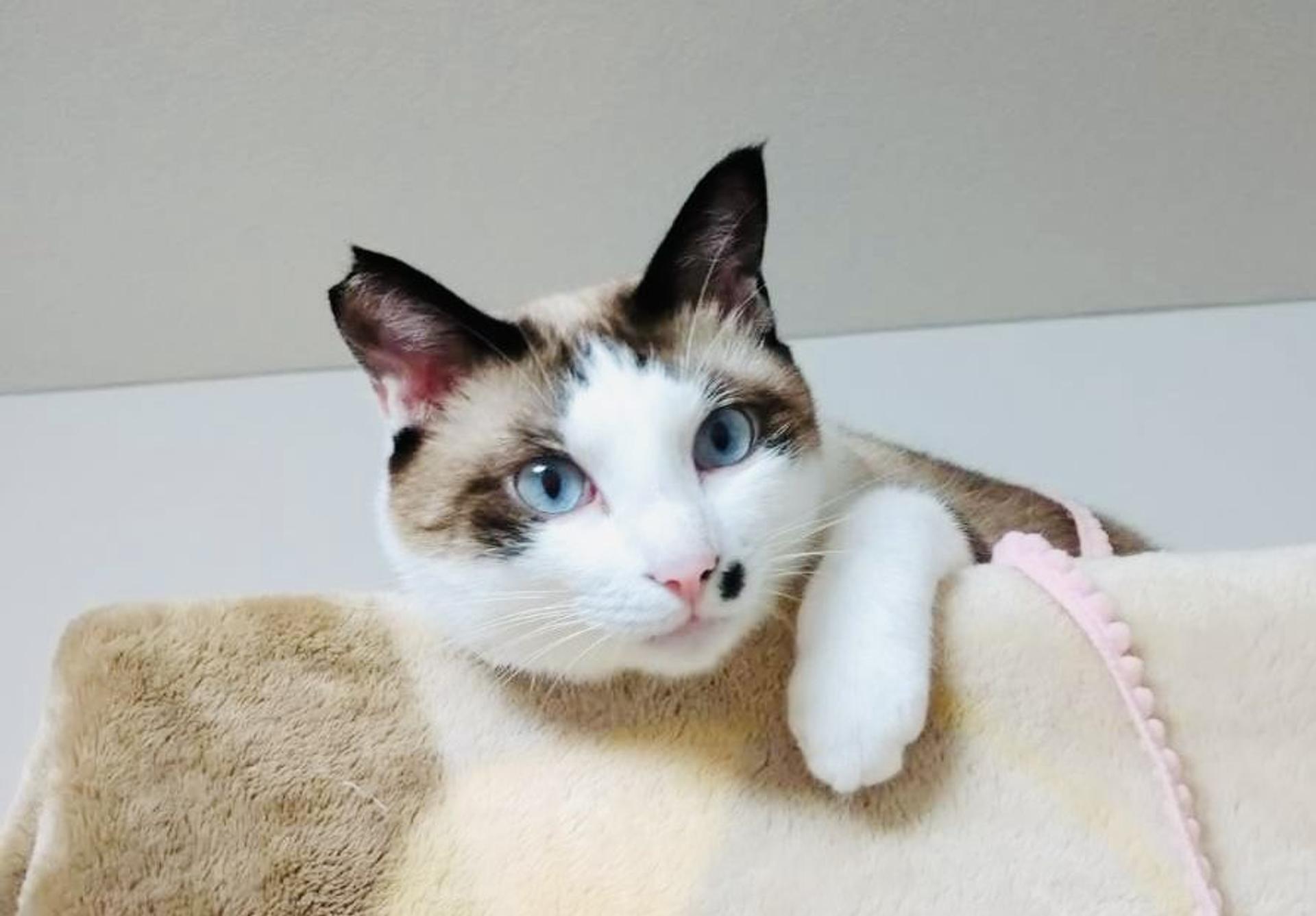 pet-image-2