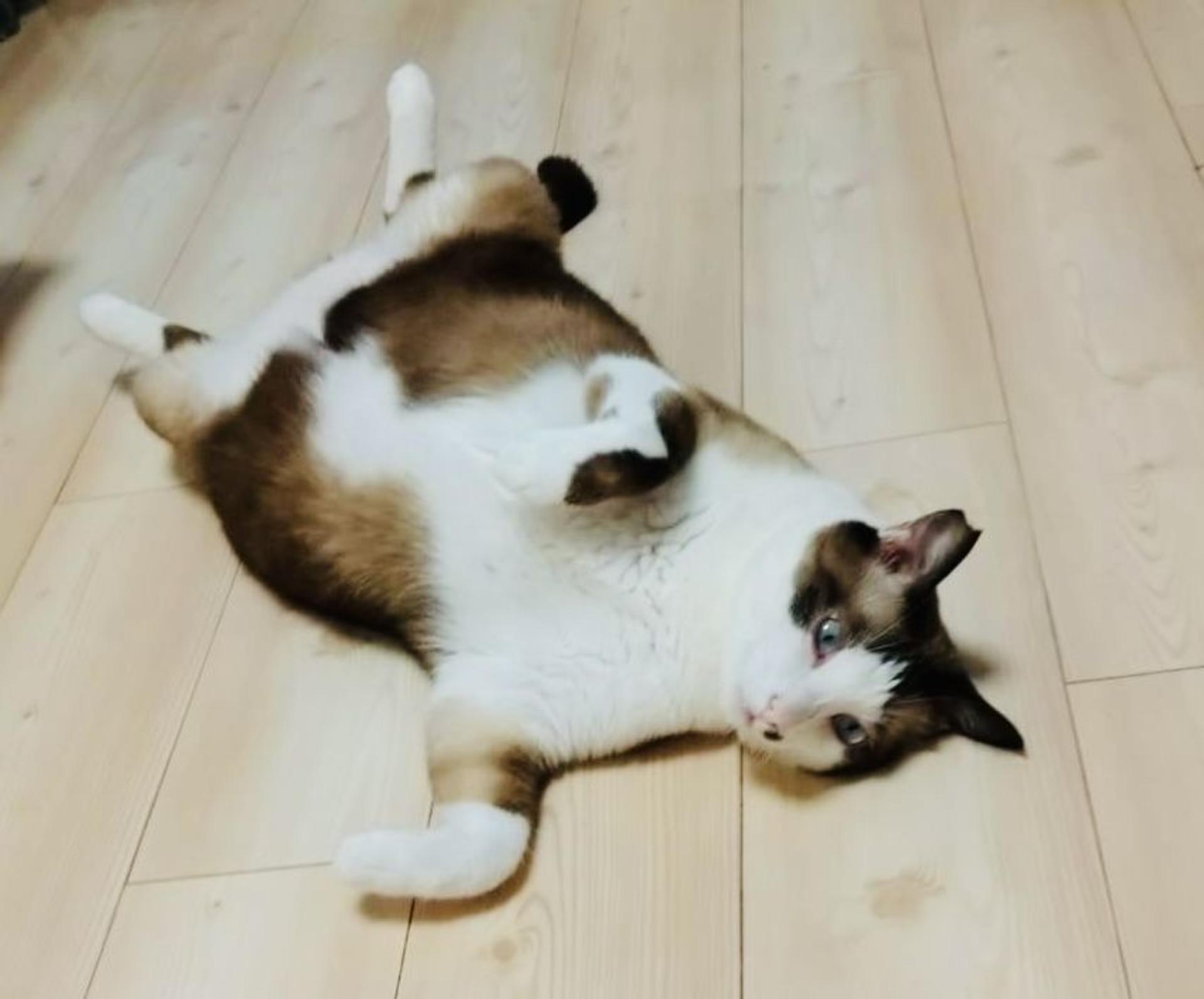 pet-image-3