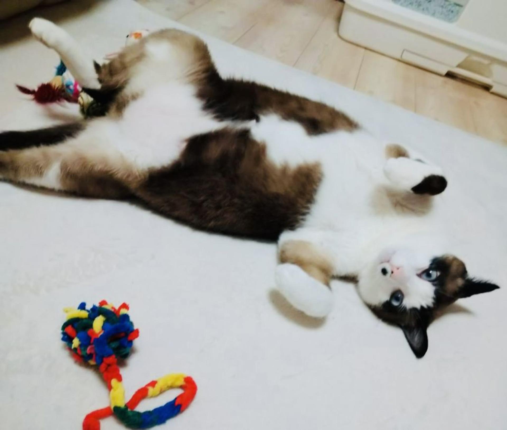 pet-image-4