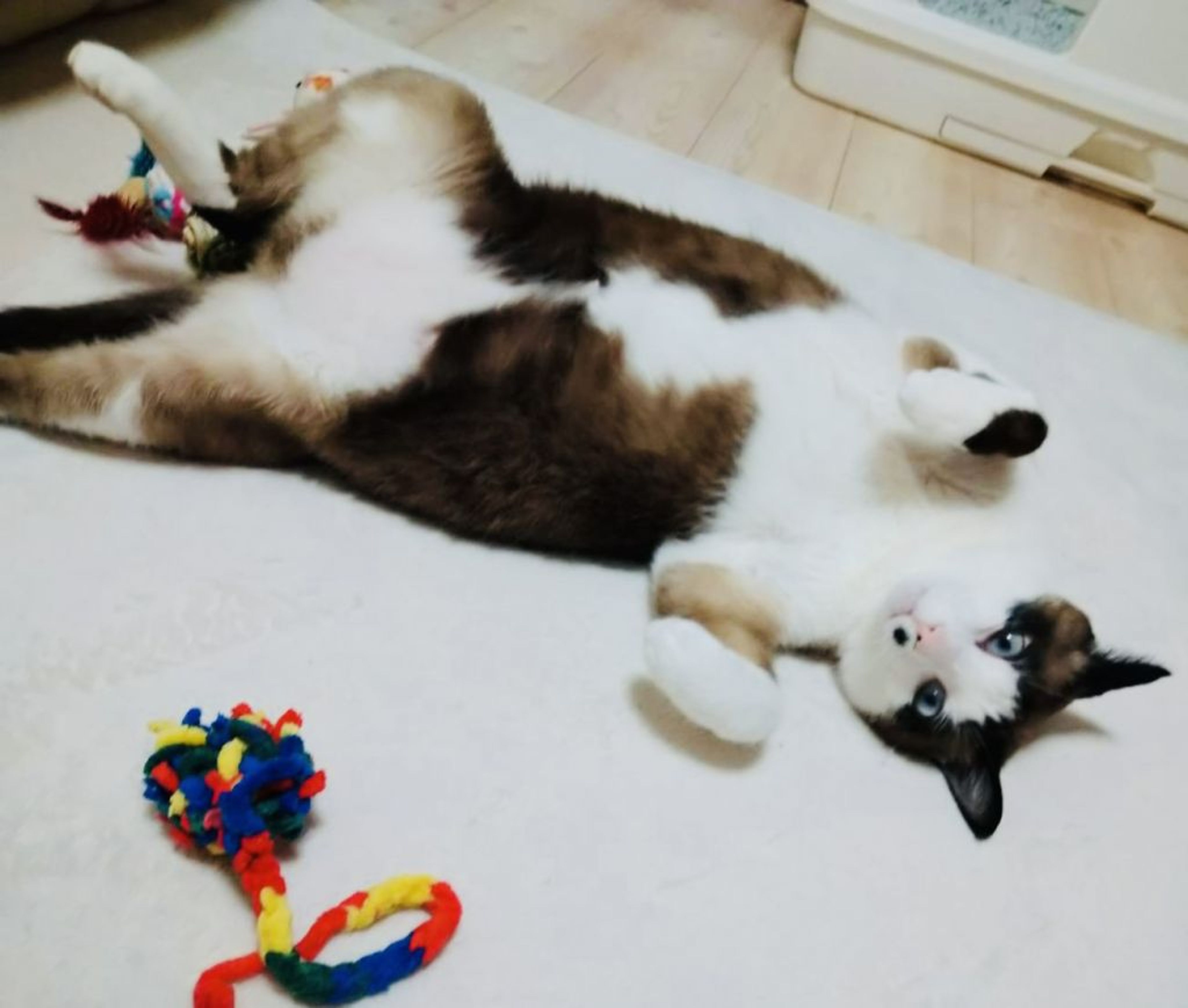 pet-image-4