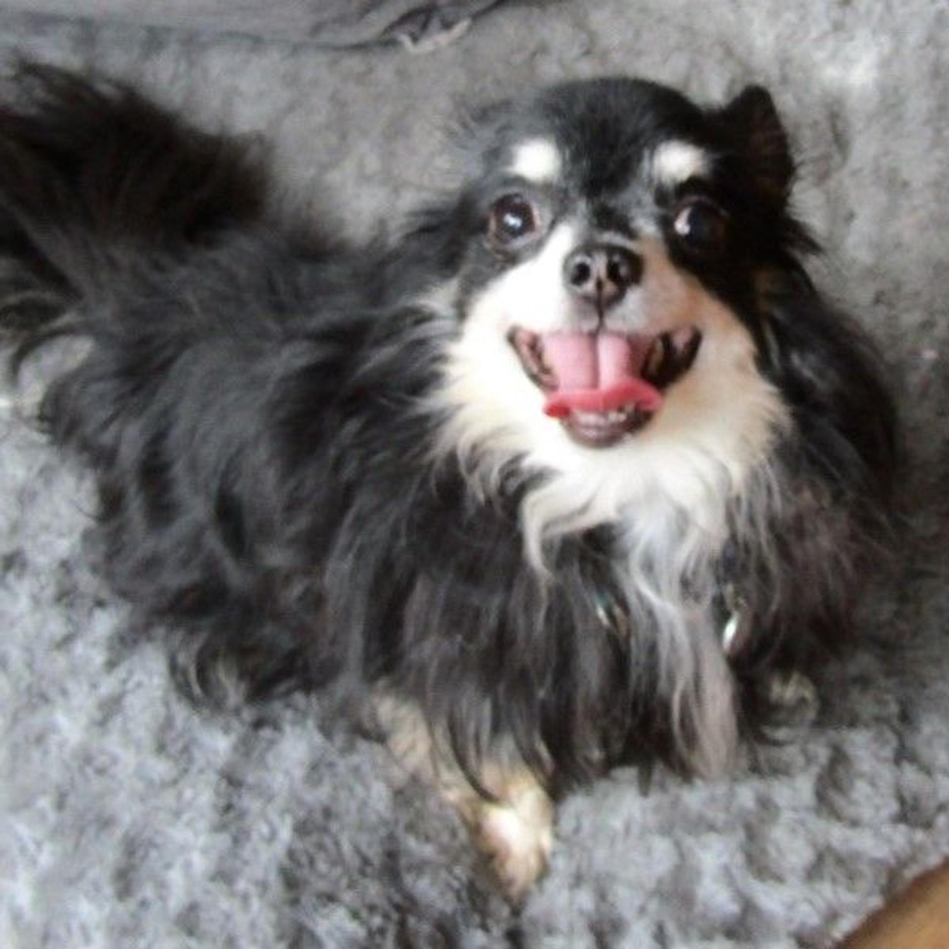 pet-image-4