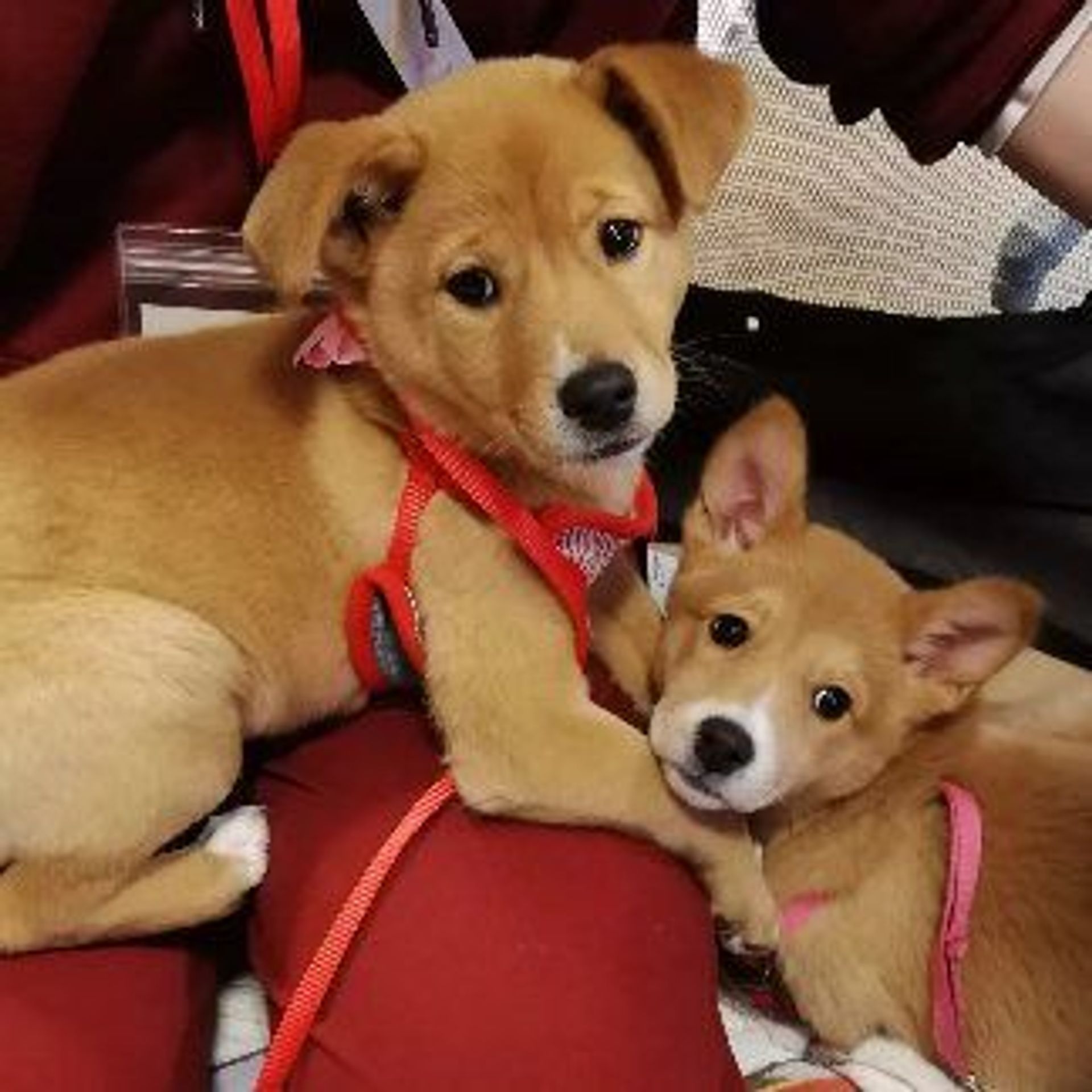雑種（ミックス犬）・メスの里親募集の写真