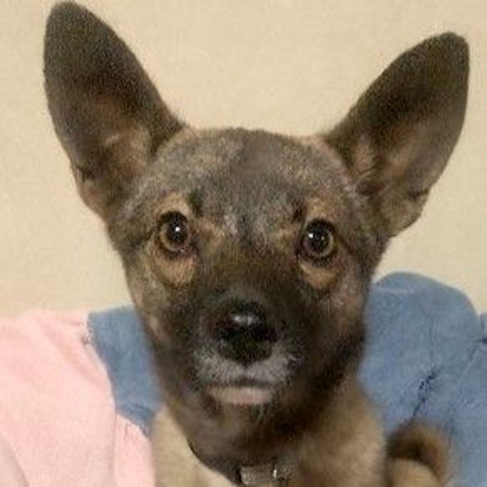 雑種（ミックス犬）・メスの里親募集の写真