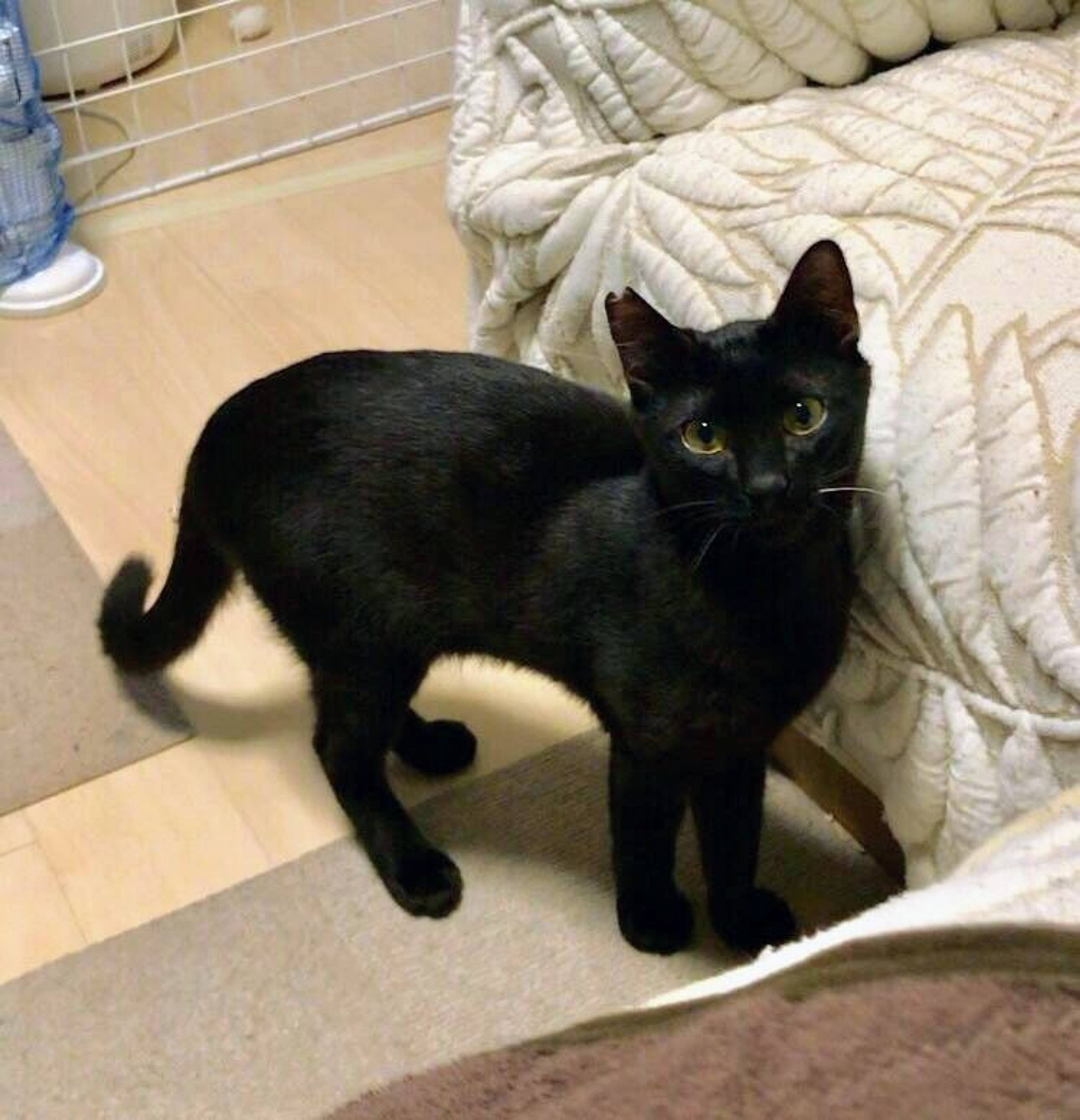 雑種（ミックス猫）・オスの里親募集の写真