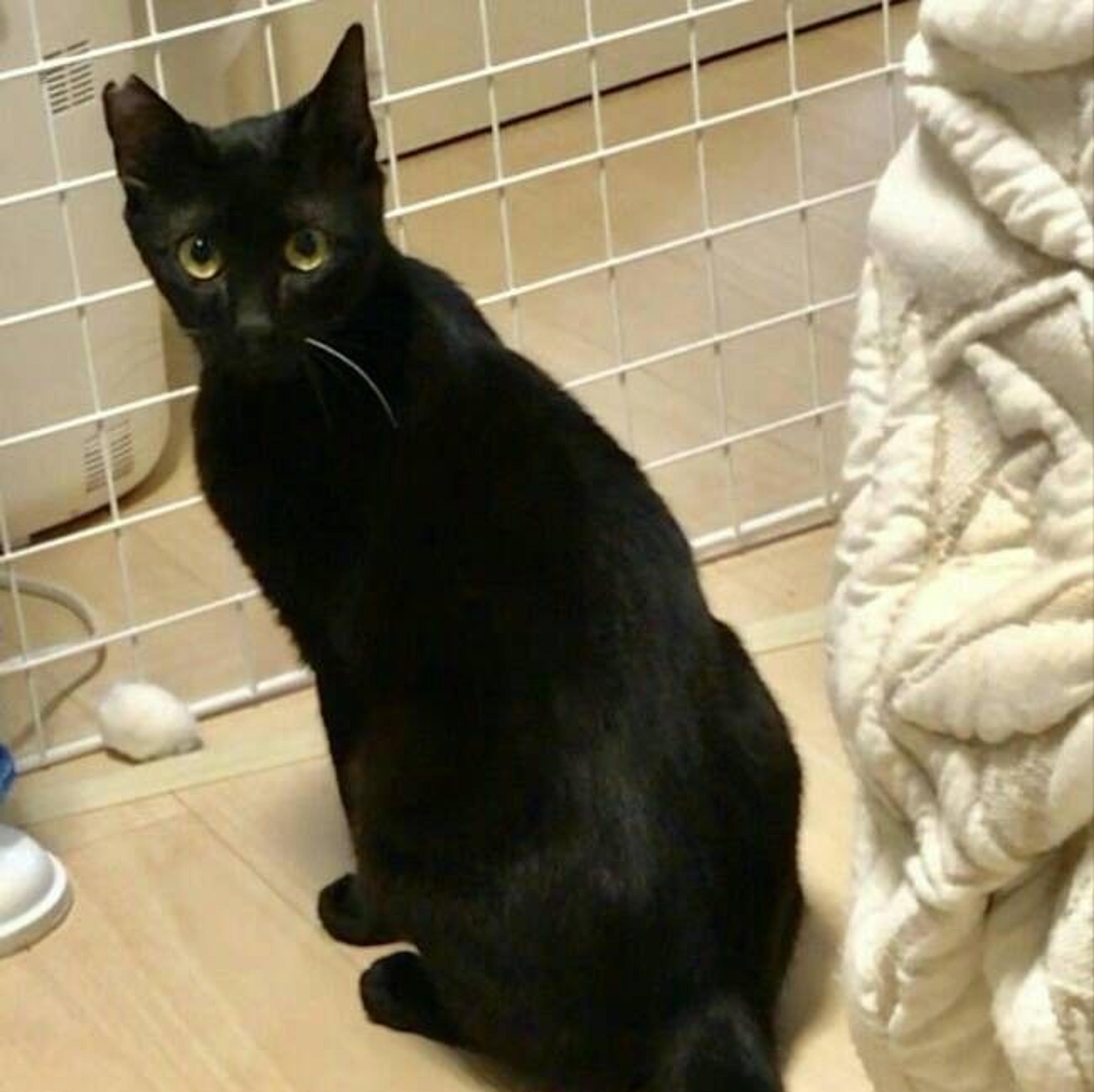 pet-image-2