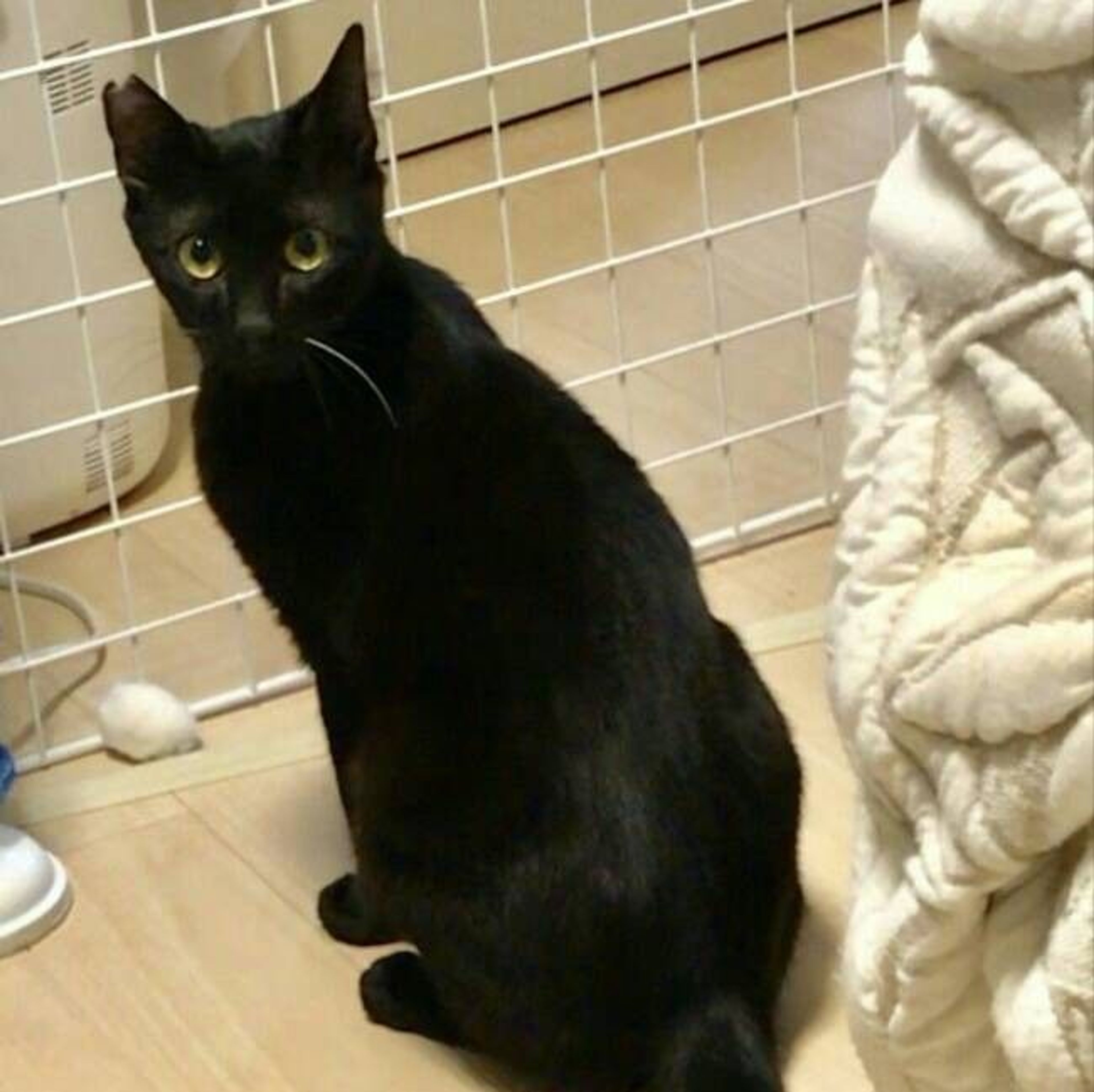 pet-image-2