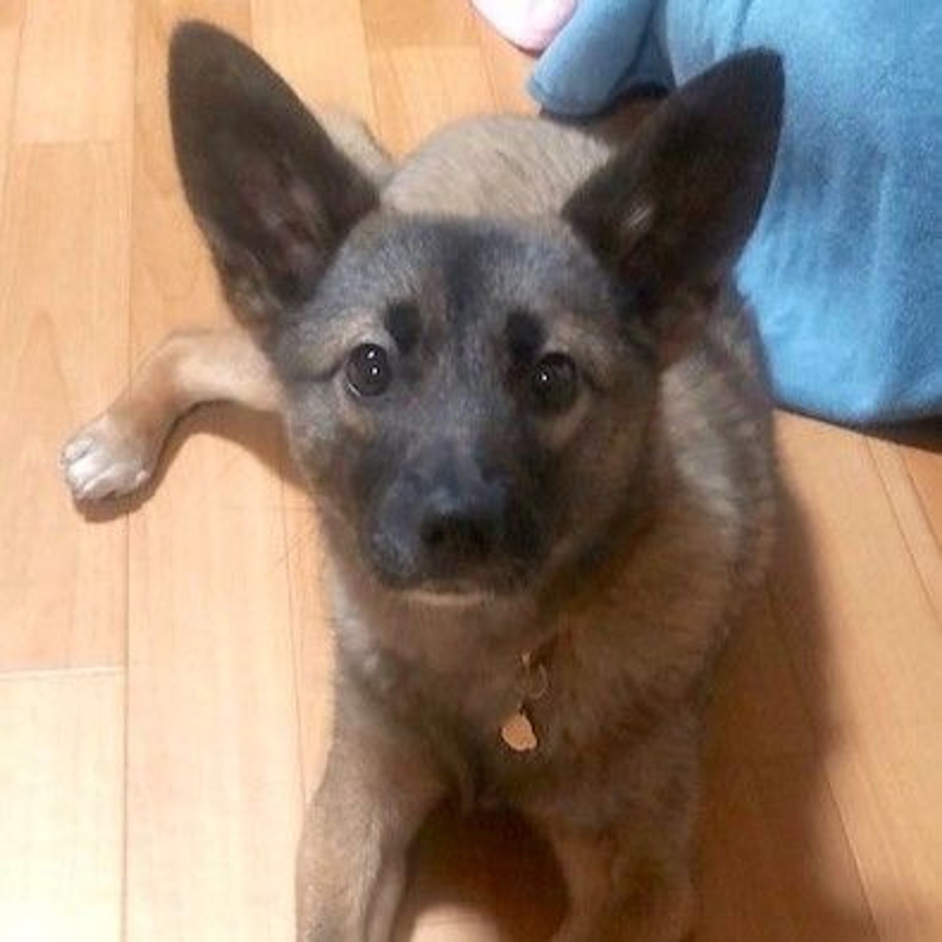 雑種（ミックス犬）・メスの里親募集の写真