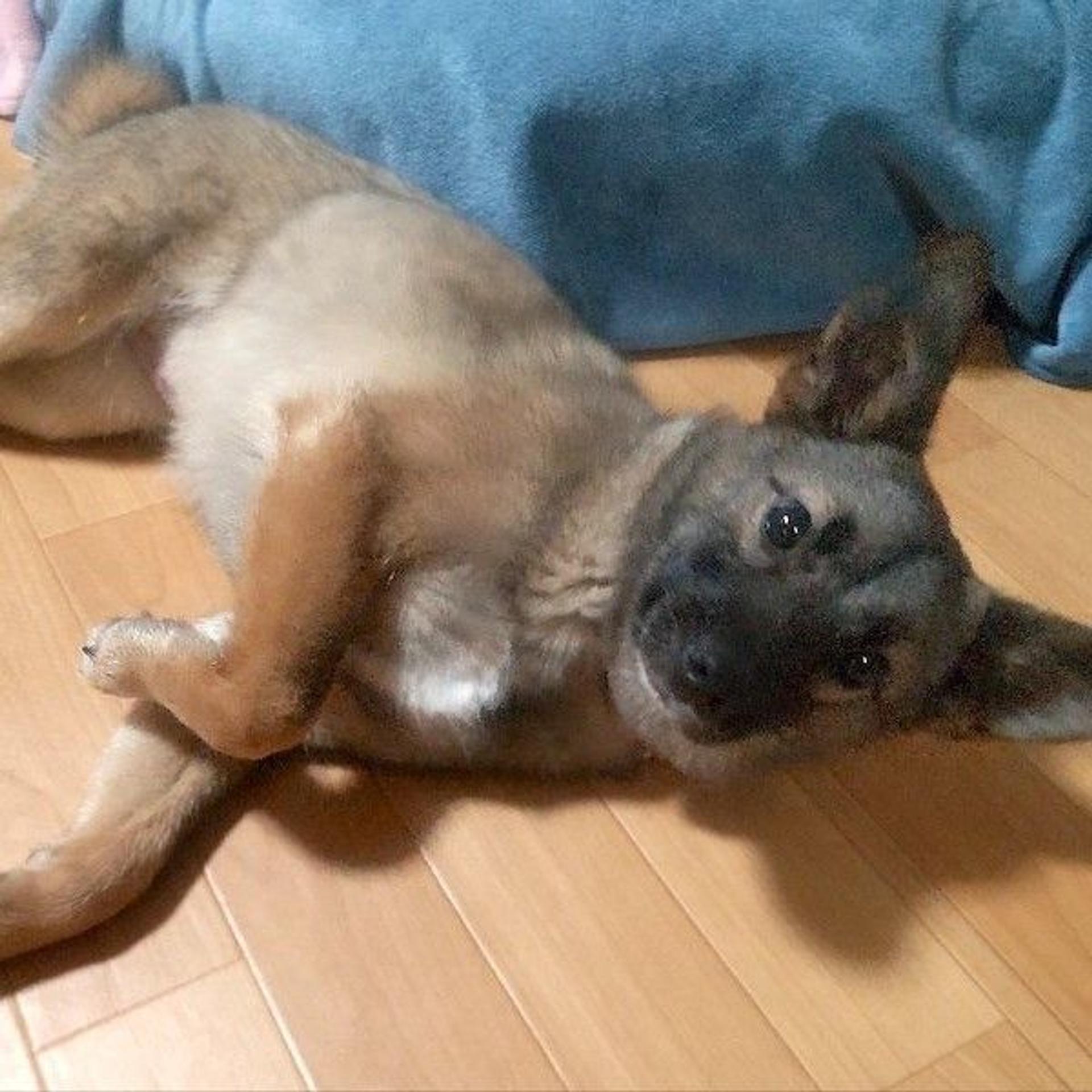 pet-image-2