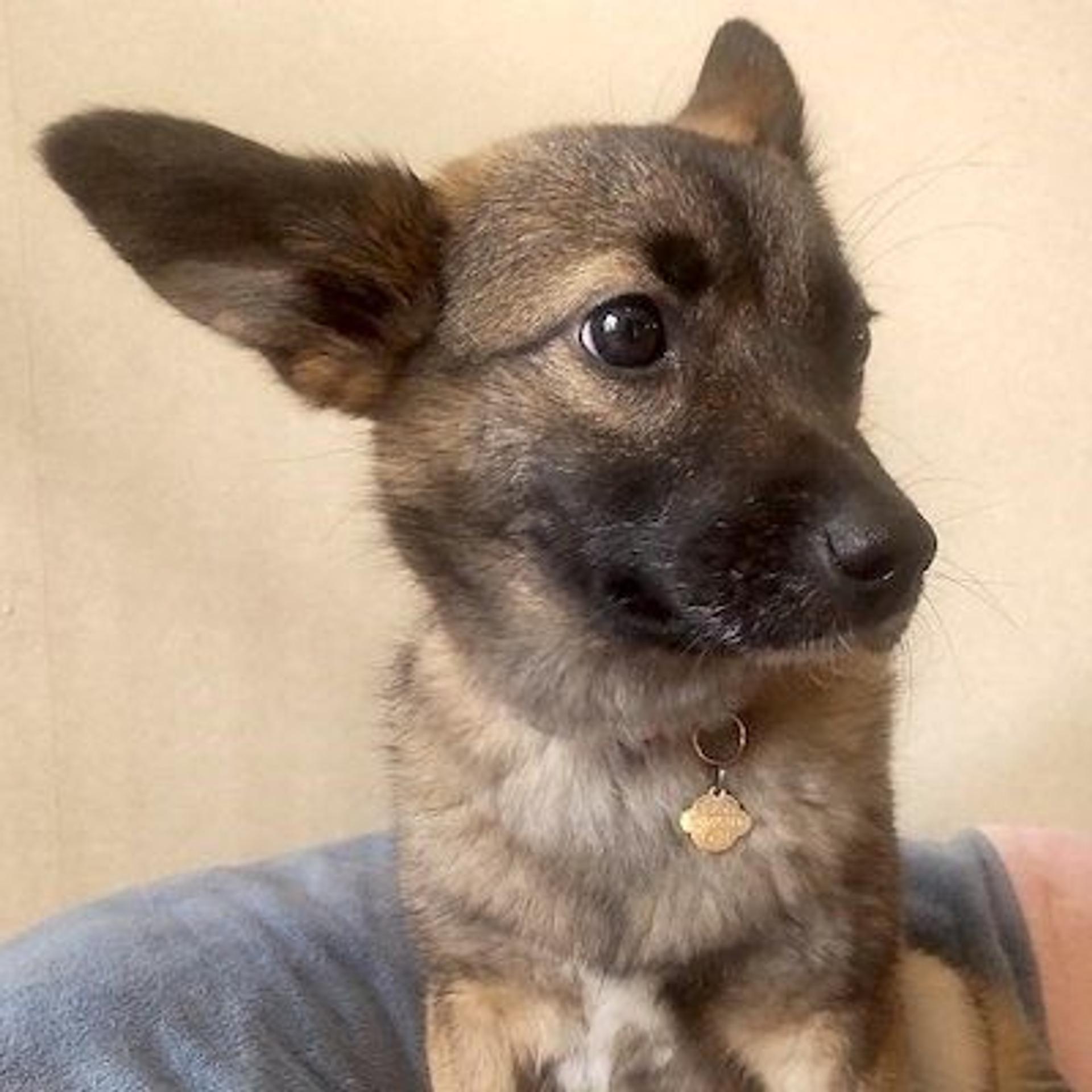 pet-image-3