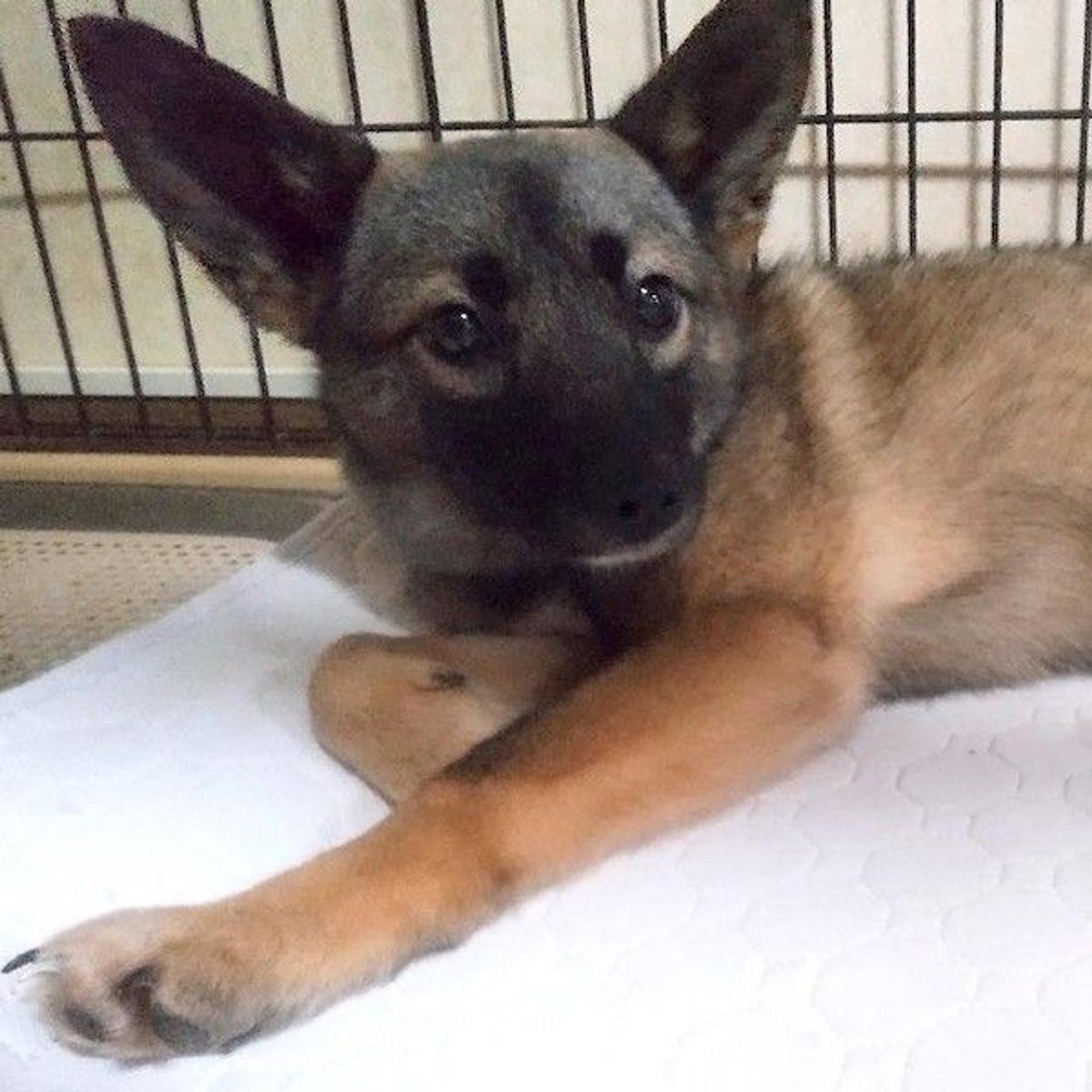 pet-image-4