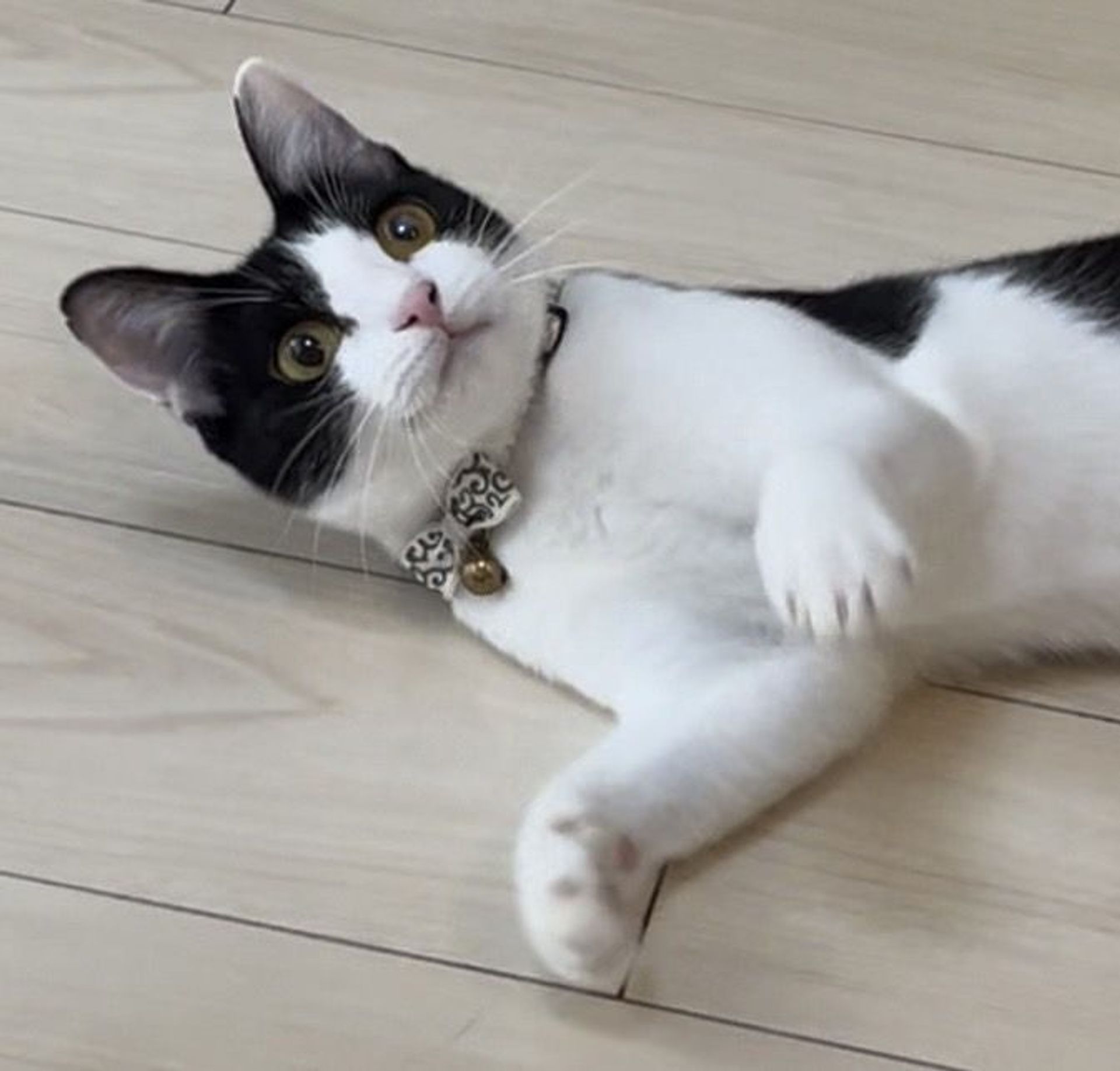 雑種（ミックス猫）・メスの里親募集の写真
