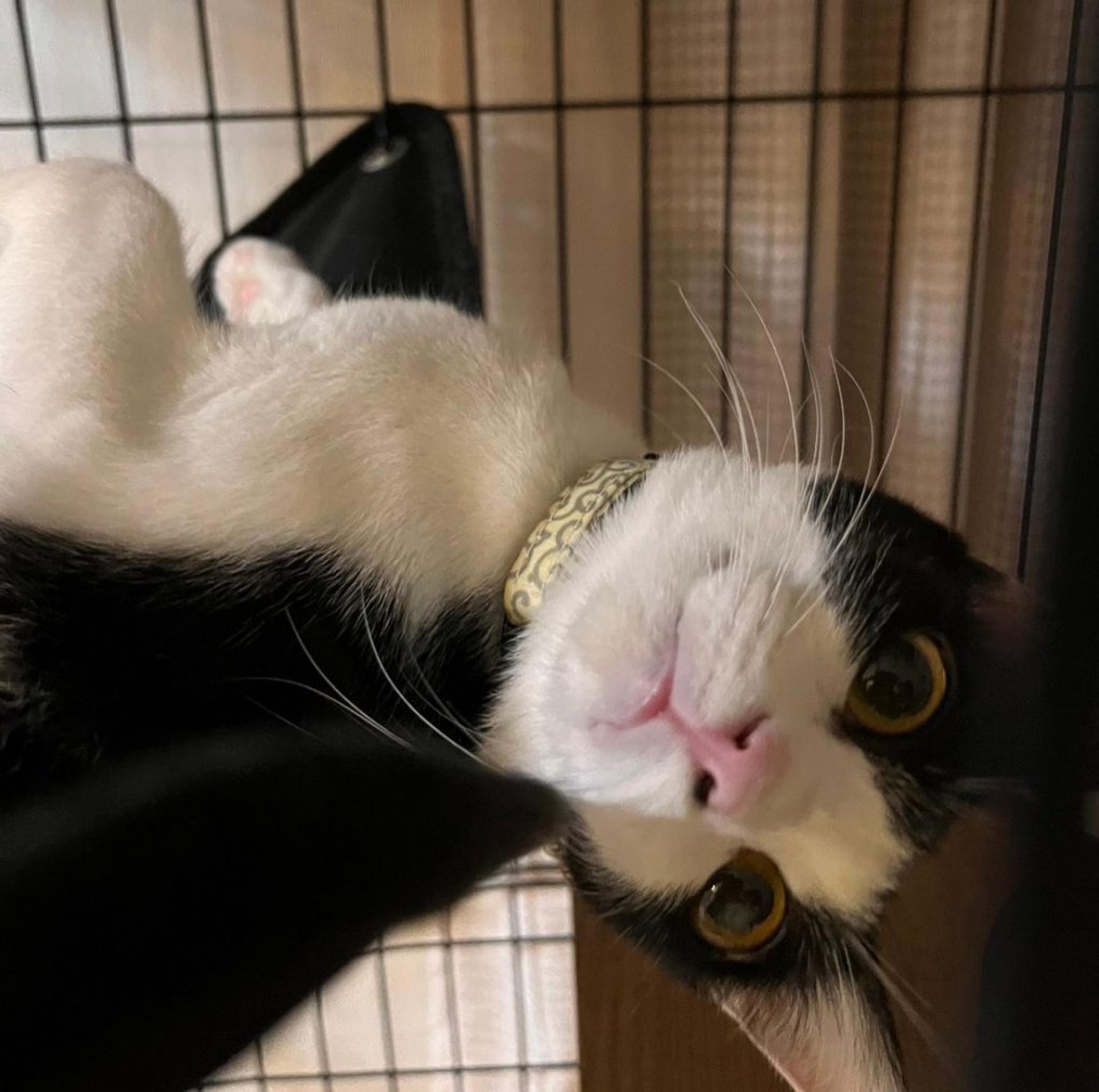 pet-image-3