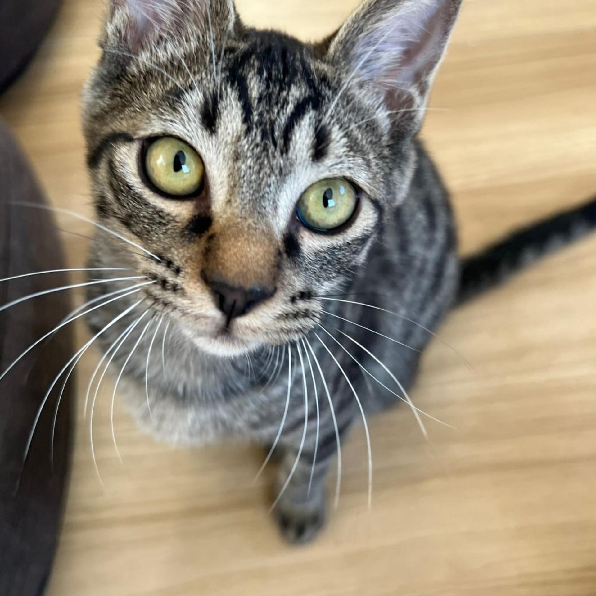 pet-image-3